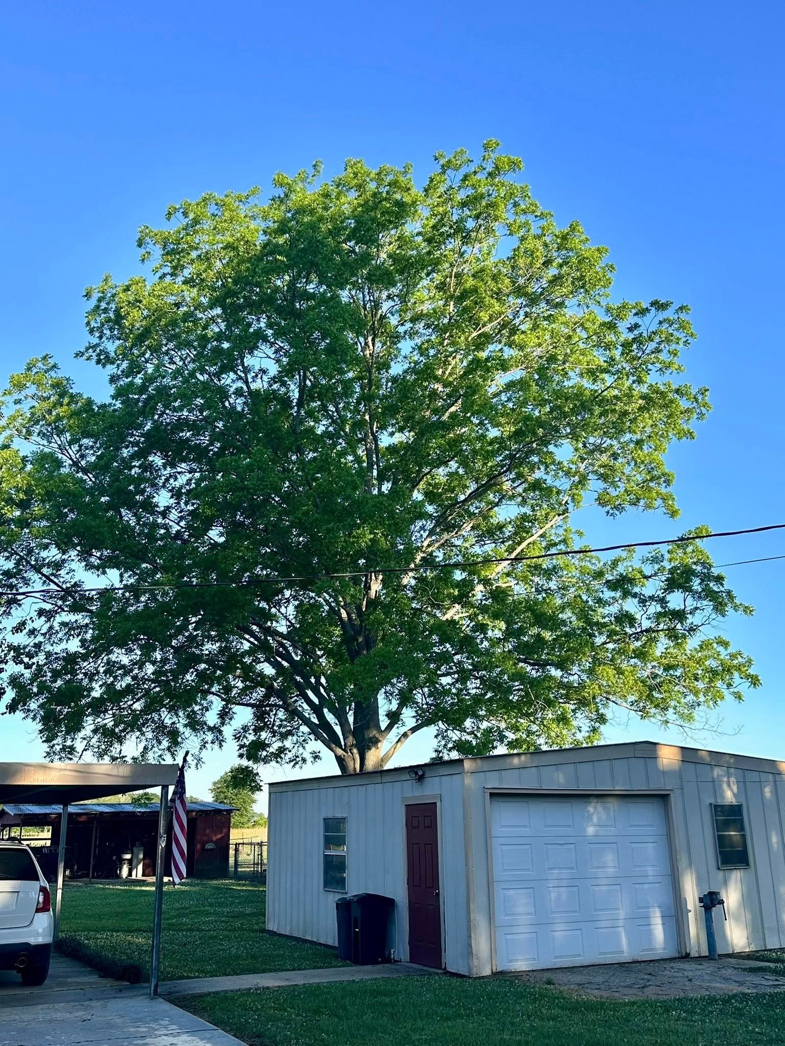 Large leafy tree beside a small white building under a blue sky