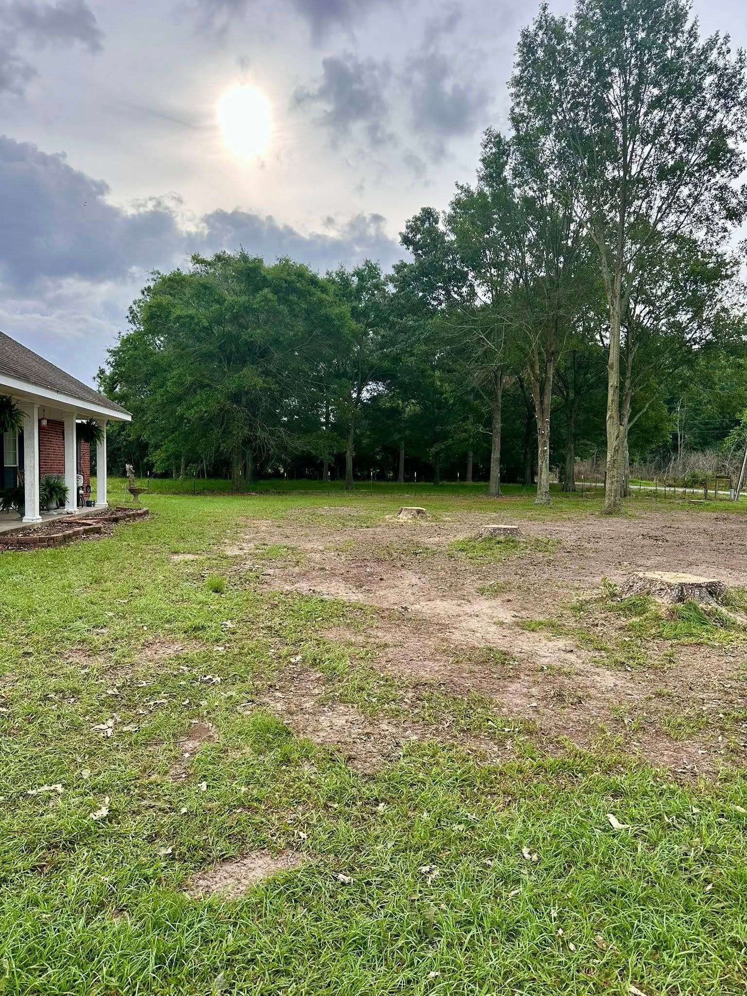 Grassy yard with scattered trees beside a house under a cloudy sky