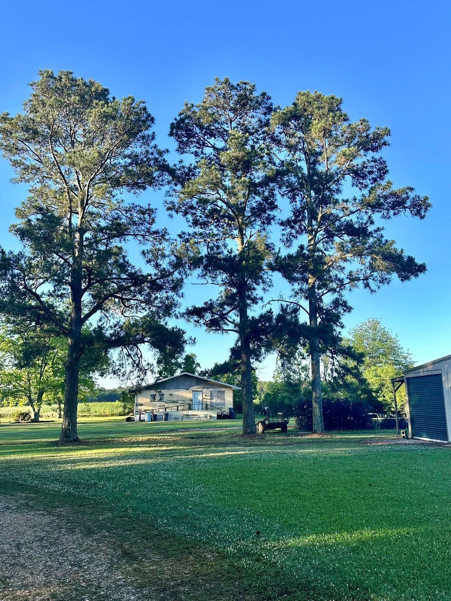 Two tall trees in a sunny grassy yard with a small house in the background.
