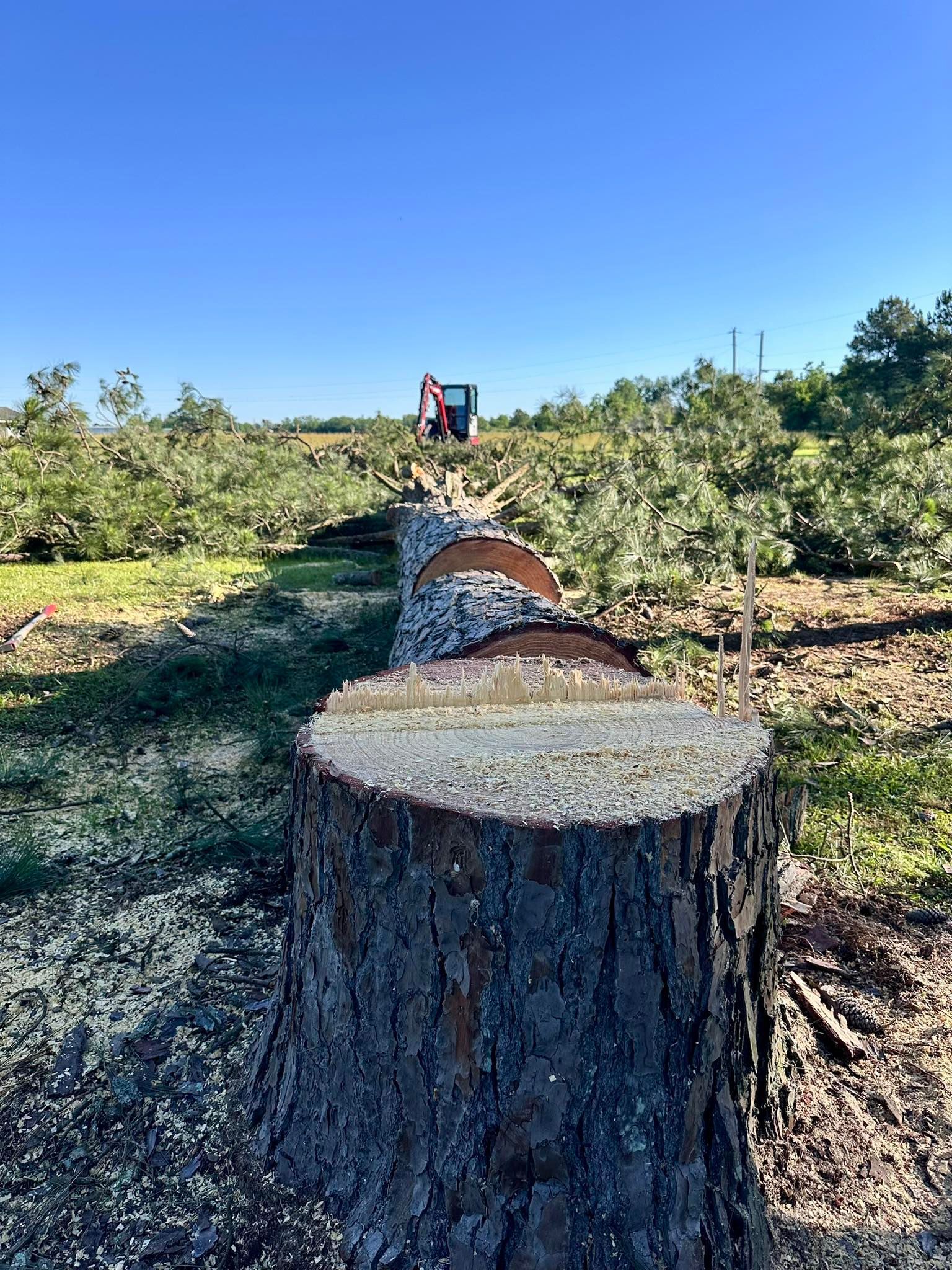 Freshly cut tree stump in an orchard with a fallen log and a tractor in the distance under a clear blue sky