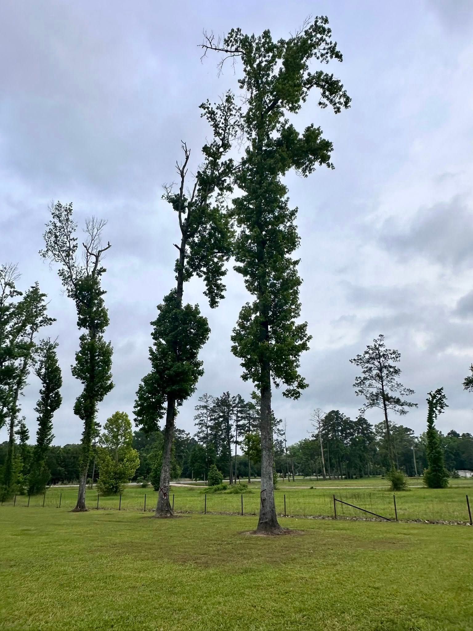 Sparse tall trees in a grassy field under a cloudy sky