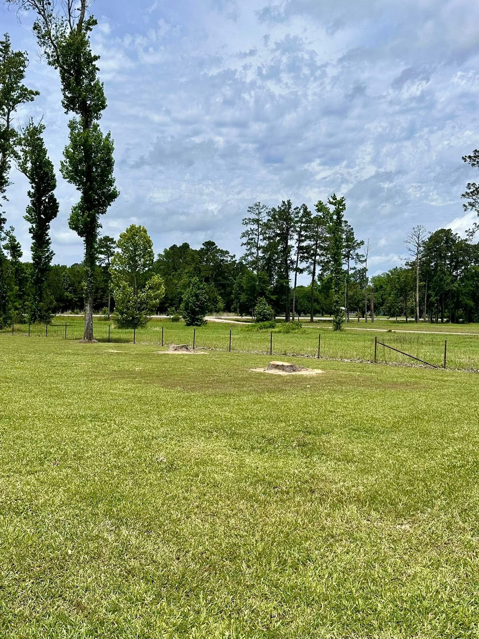 Grassy park with tall trees under a cloudy sky and small fenced plots in the distance