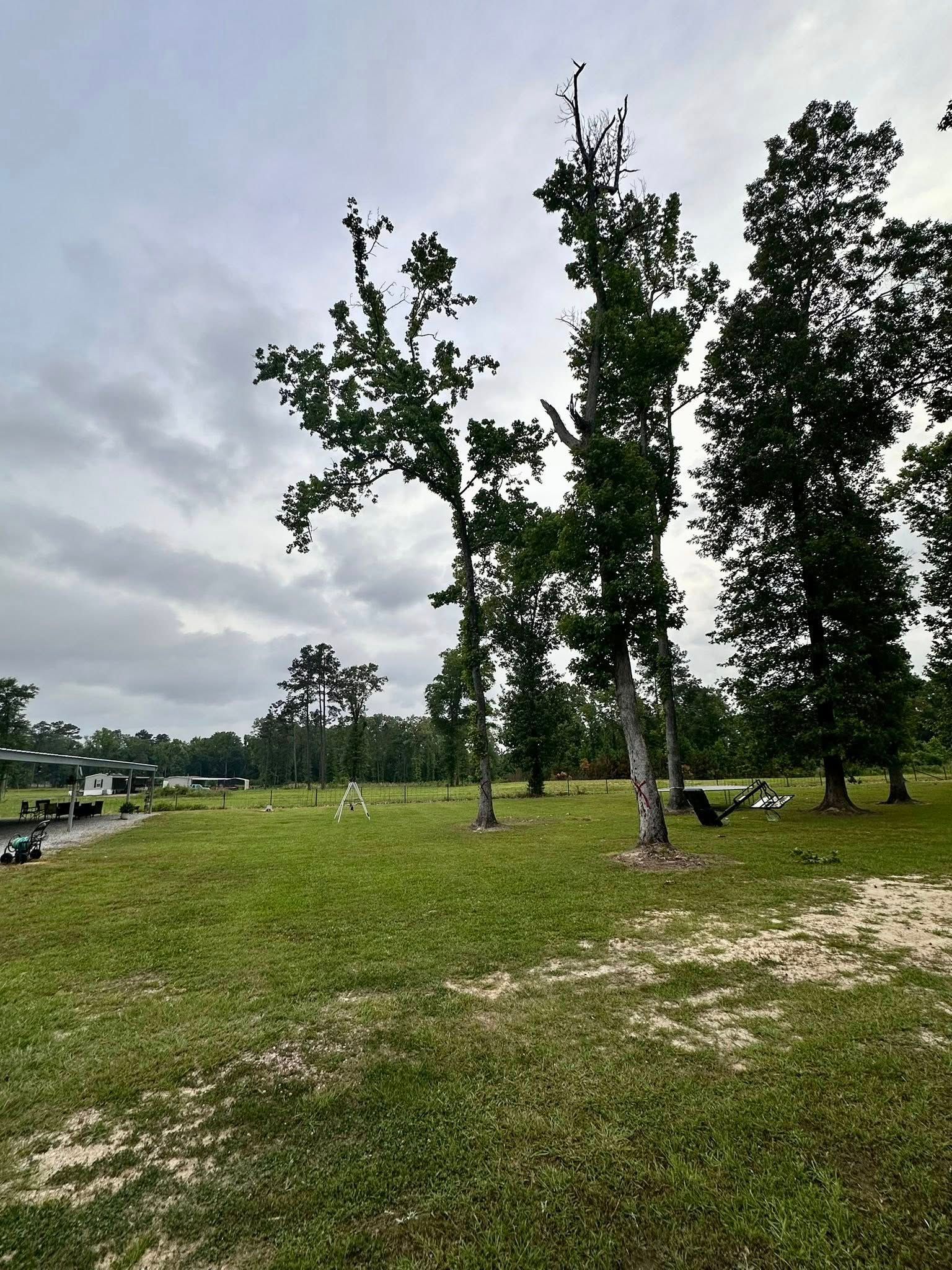 Grassy park with tall trees under a cloudy sky, parked cars along the left edge