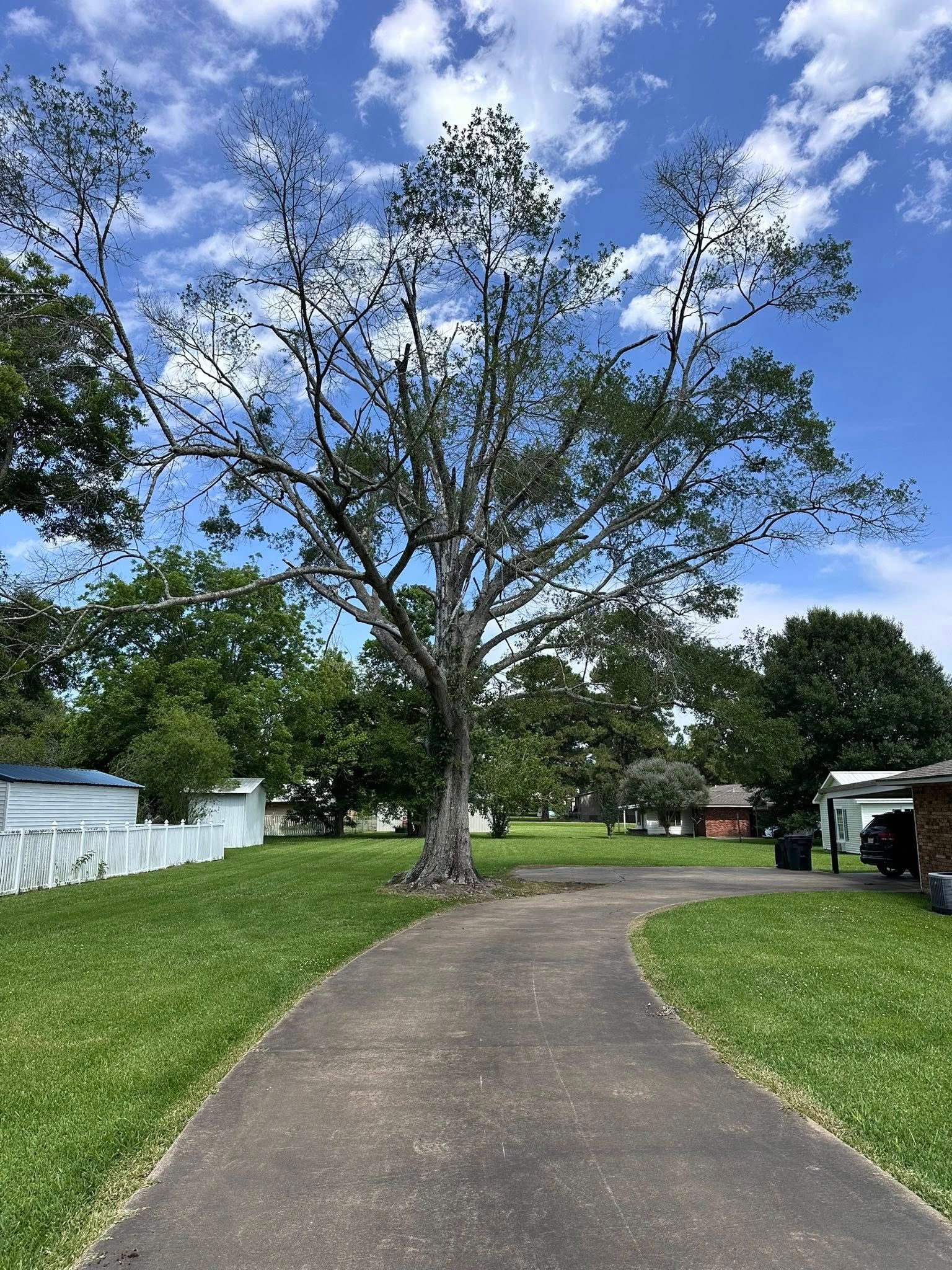 Curving paved path through a grassy yard with a tall tree and houses under a blue sky with clouds