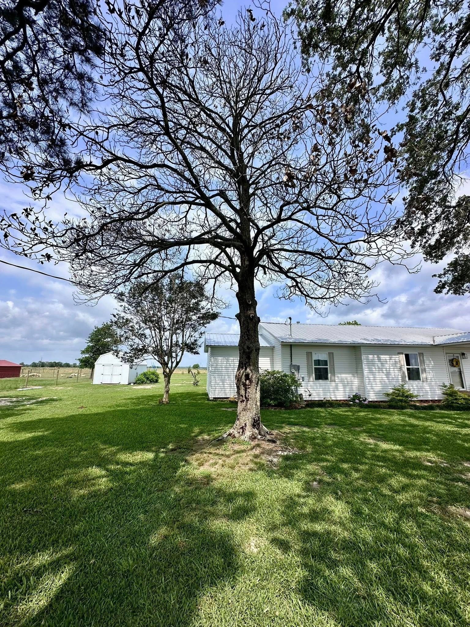 Large tree in a grassy yard beside a white house under a partly cloudy blue sky