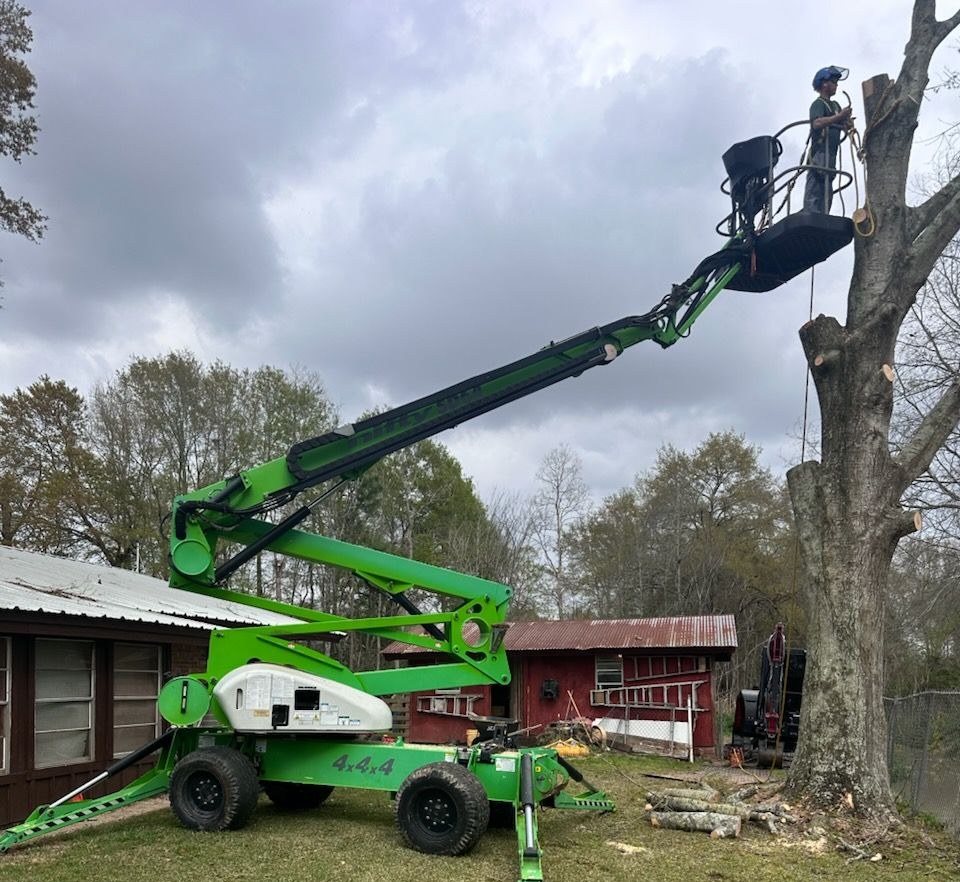 Green cherry picker lifting a worker to prune a tall tree beside a house and shed