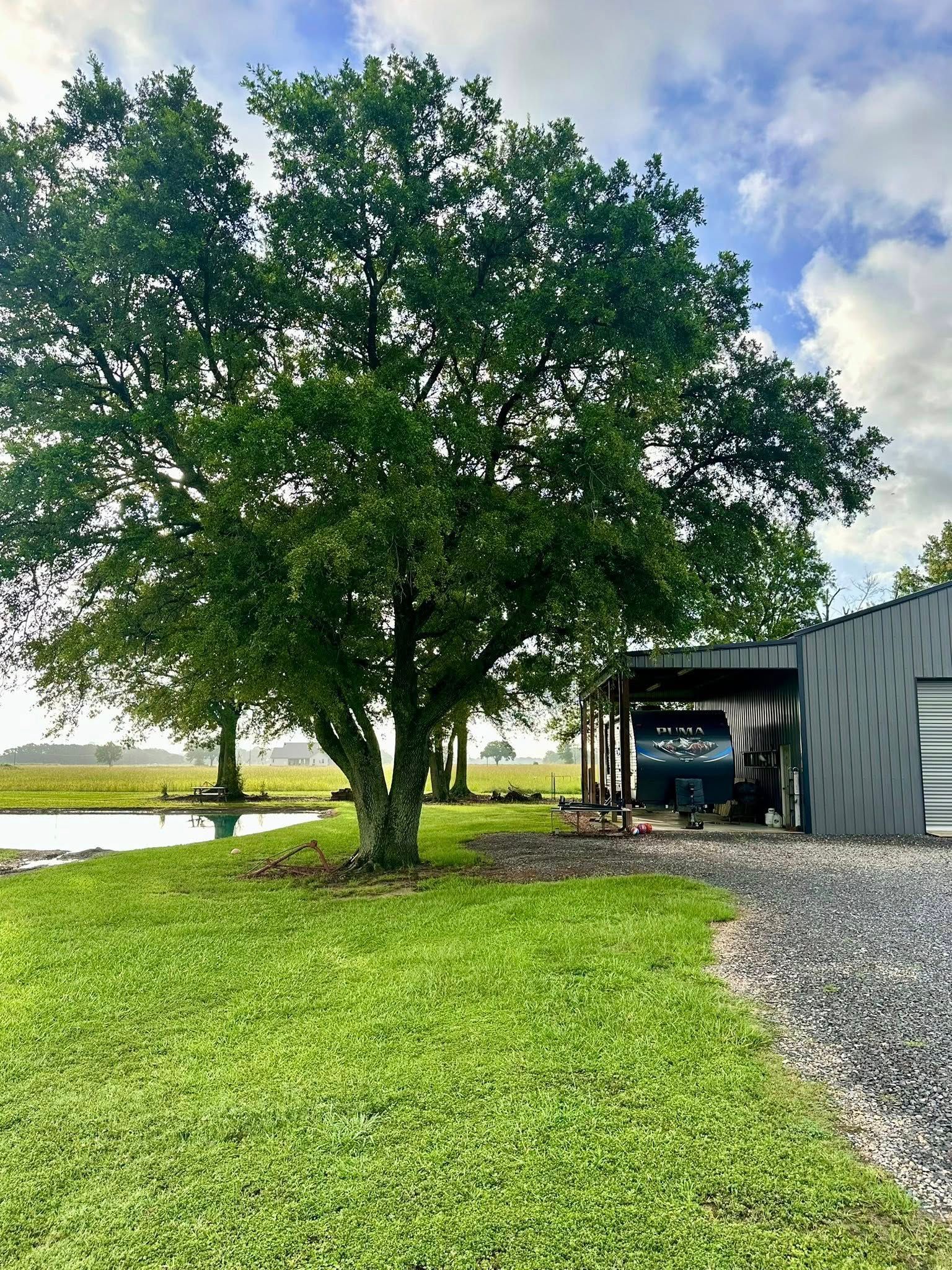 Large tree beside a gravel driveway and shed, with green grass and a pond under a cloudy sky.