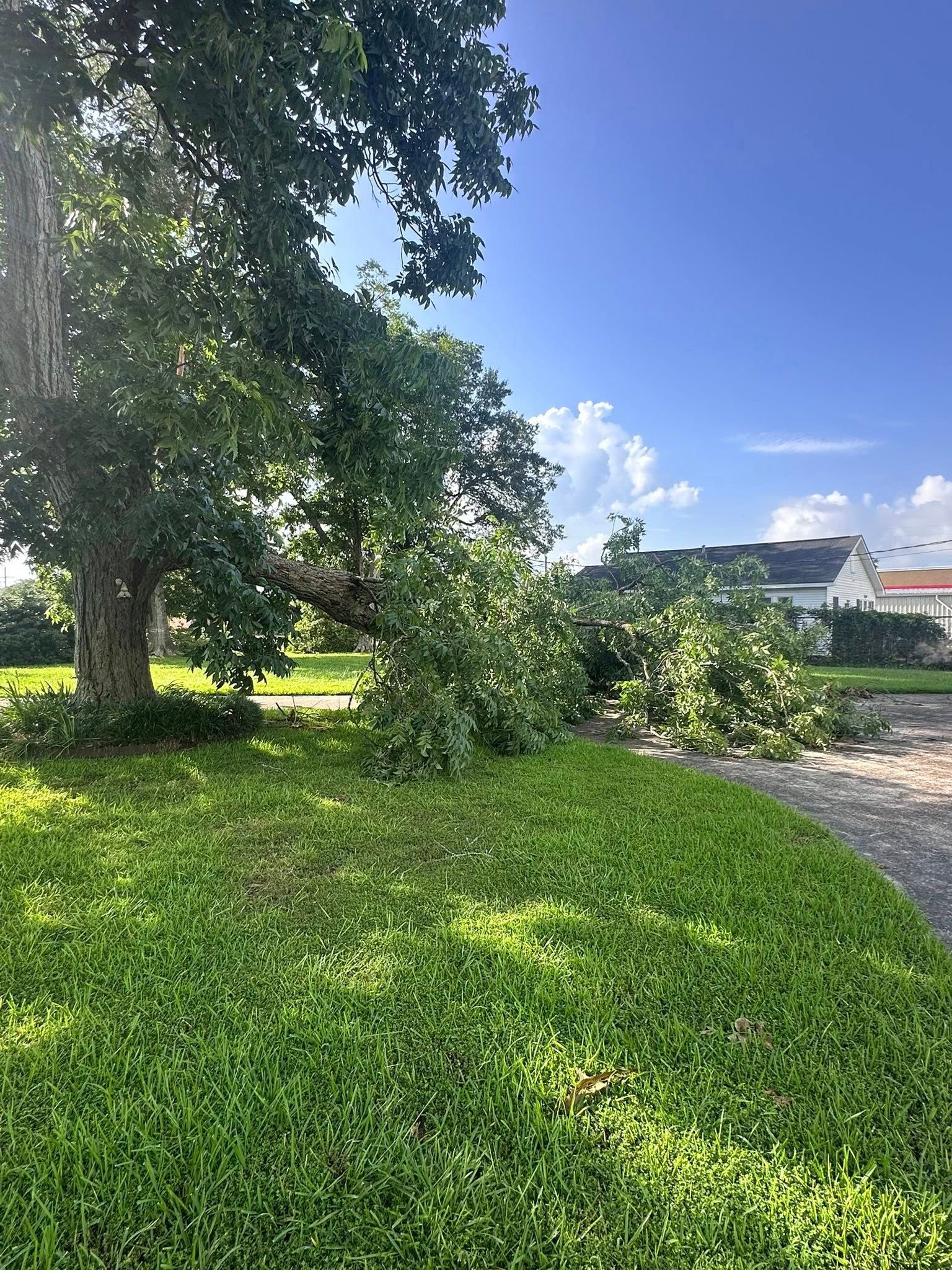 Sunny grassy park with large trees, a gravel path, and houses in the background.