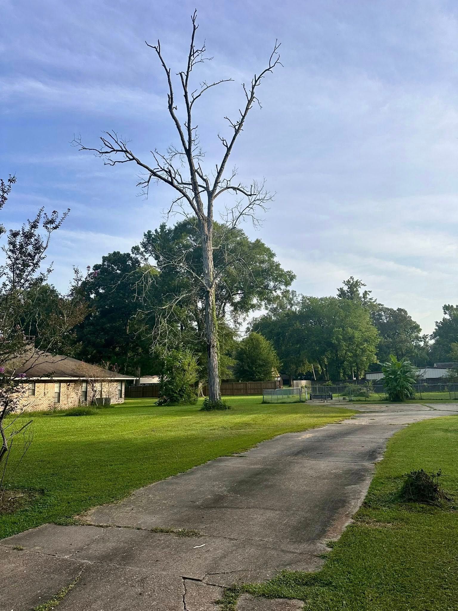 Rural dirt road curving past a lone dead tree, grassy field, and small houses under a blue sky.