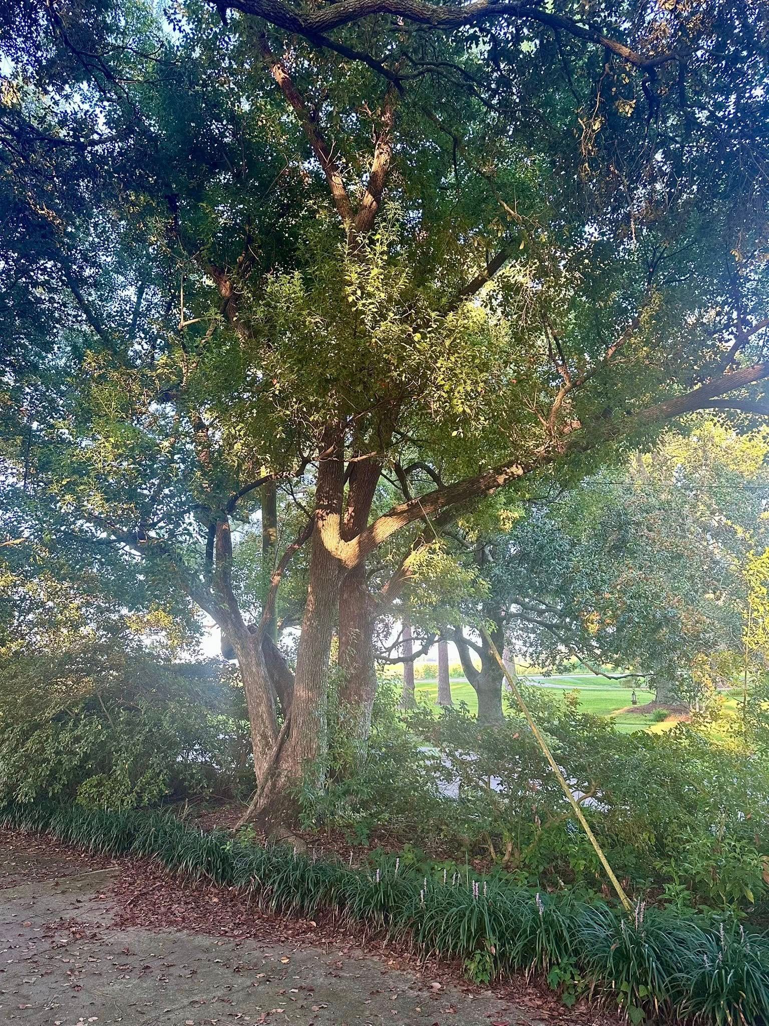 Sunlit trees and dense greenery in a park or garden, with a red dirt path in the foreground.