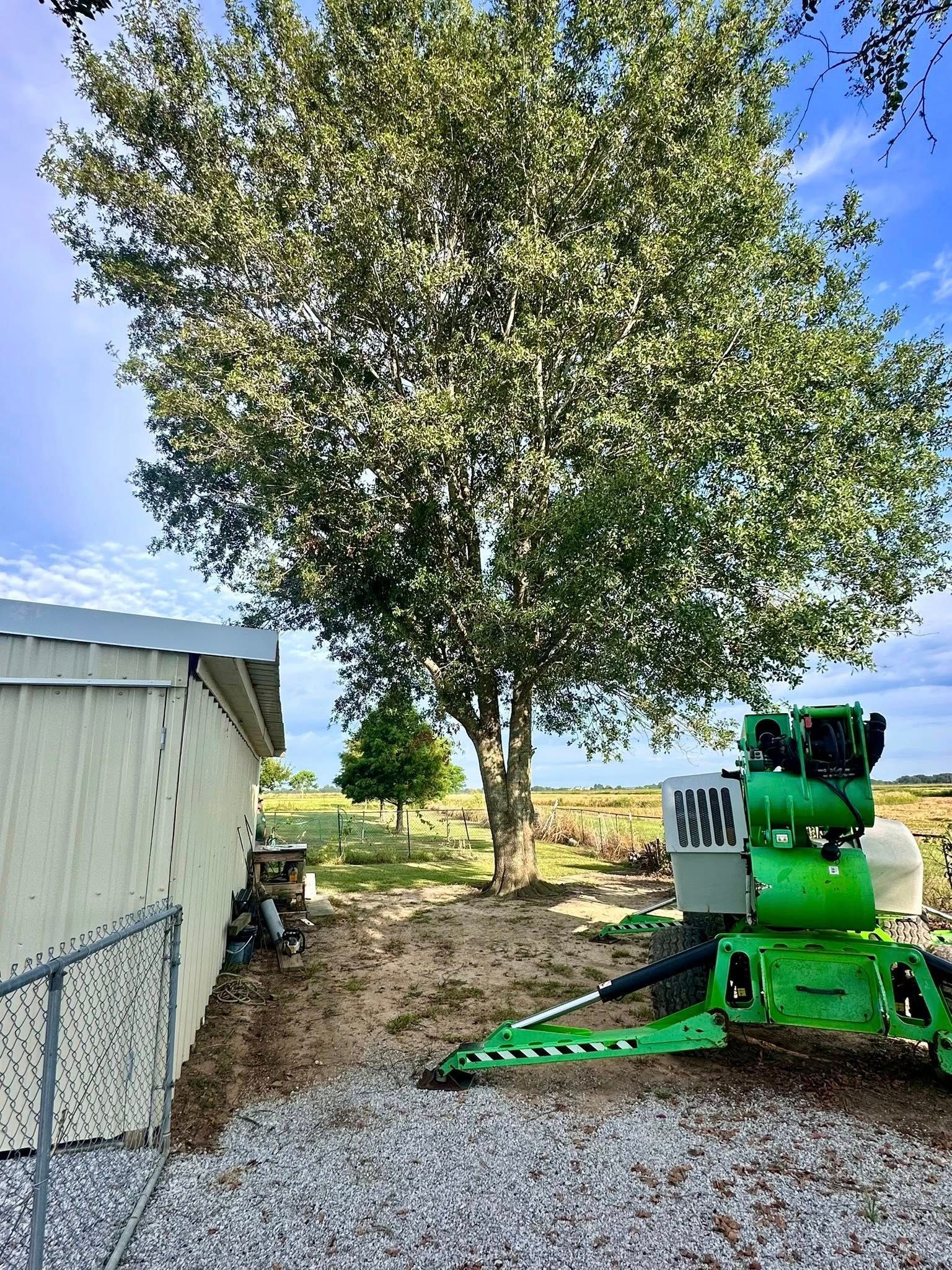 Large green tree in a gravel yard beside a shed, with a green farm machine in the foreground.