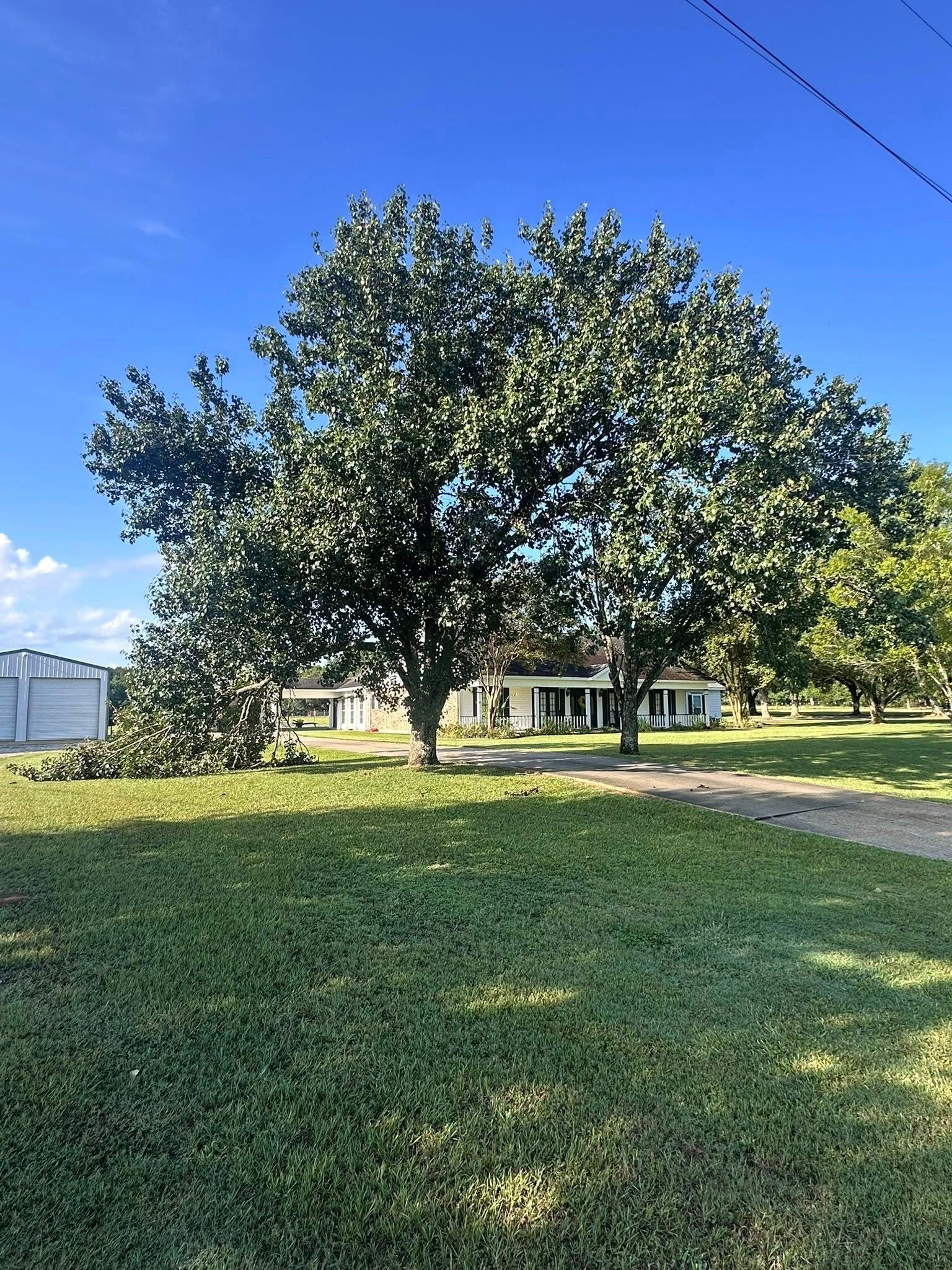 Large leafy tree in a sunny grassy yard with a house and blue sky in the background