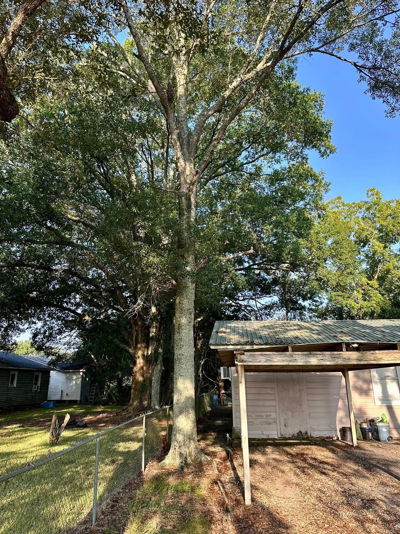 Tall tree in a yard beside a small shed under a clear blue sky.