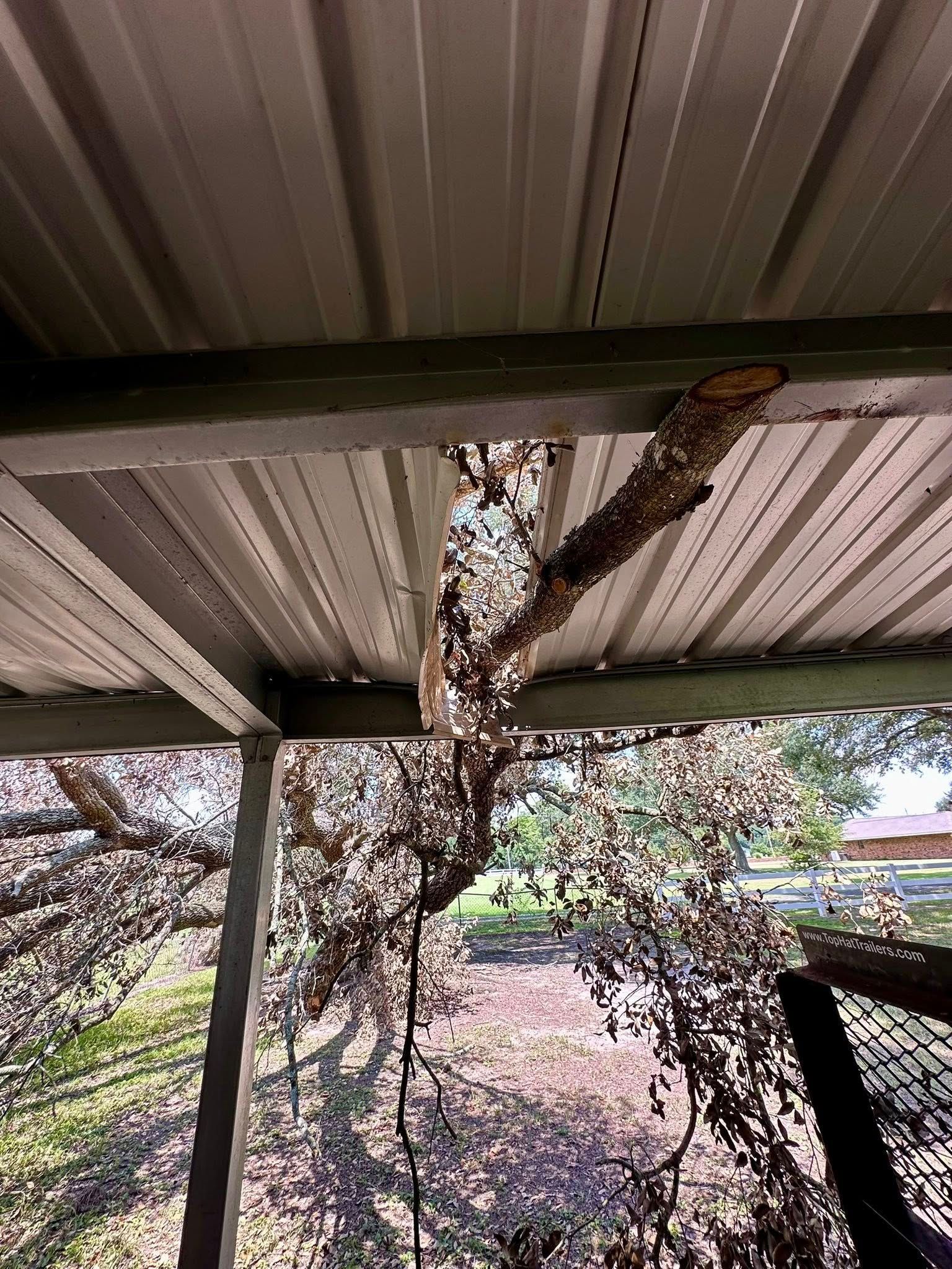 Rusty roof beam and corrugated metal canopy with a tree trunk passing through the structure outdoors.