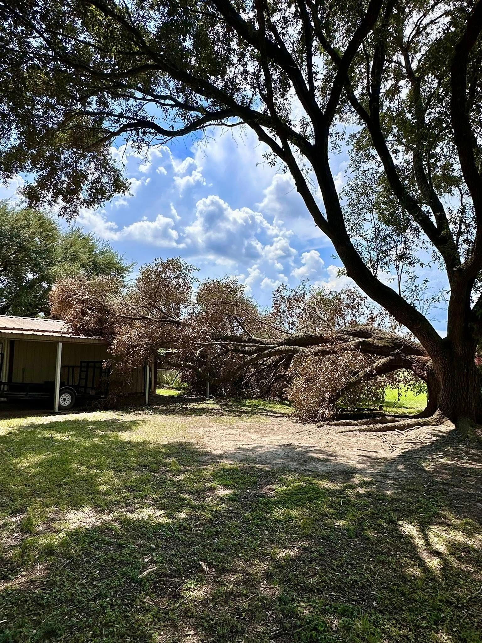Shaded backyard with large trees, a small house, and a sunlit grassy clearing under a blue sky