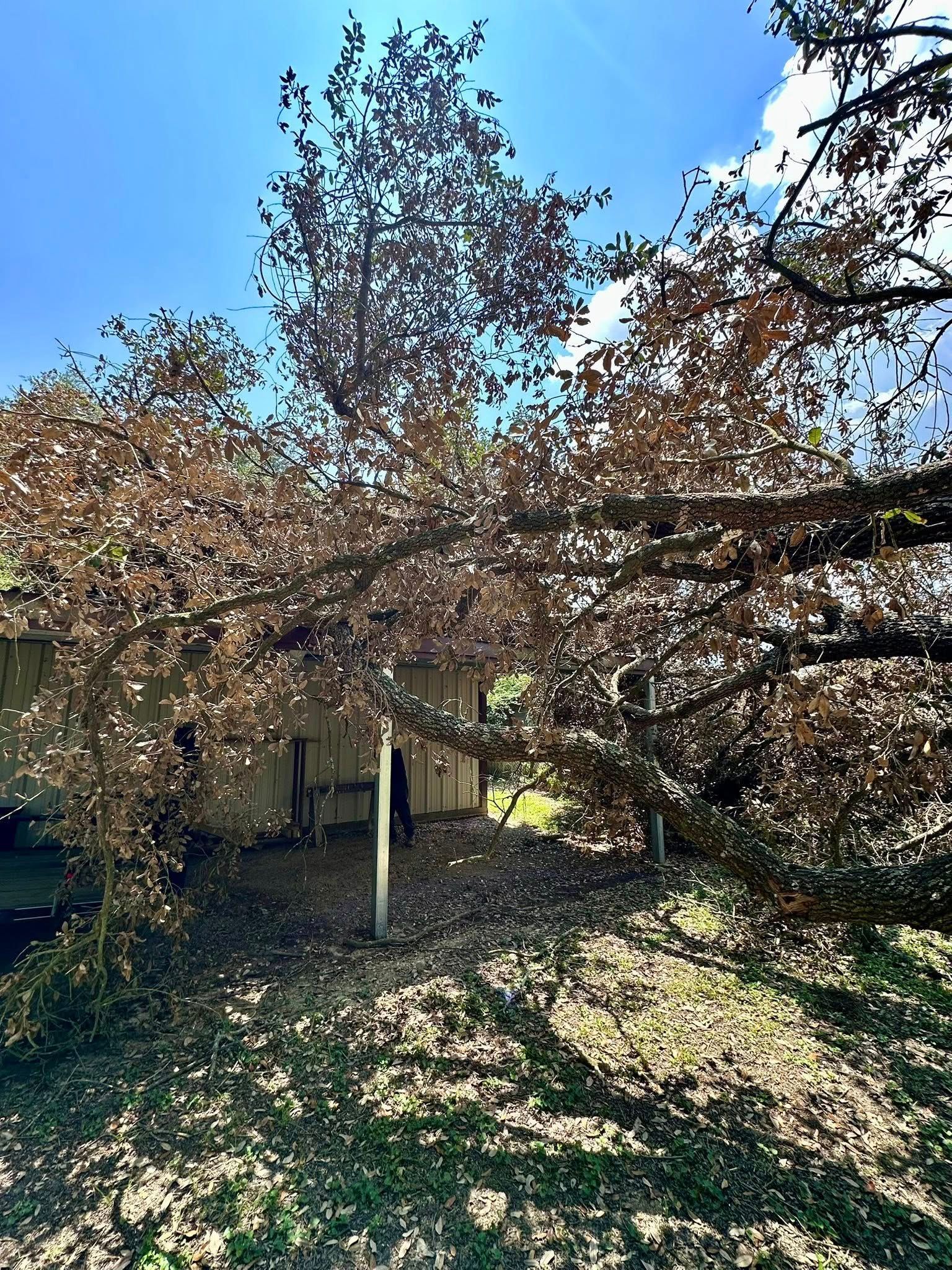 Sunlit backyard with flowering trees, a small shed, and shadows on the grass