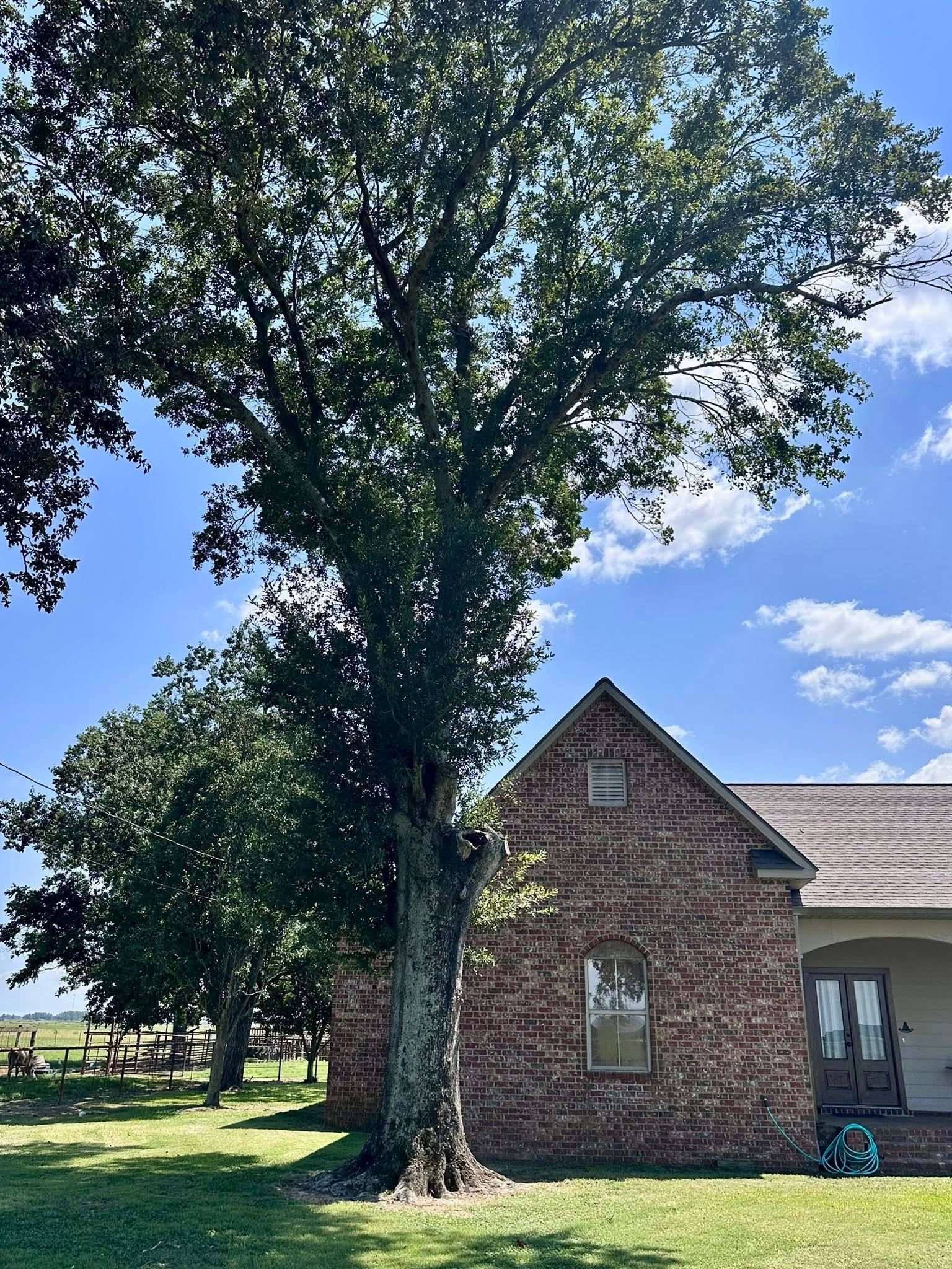 Large tree beside a small brick house under a blue sky with clouds.