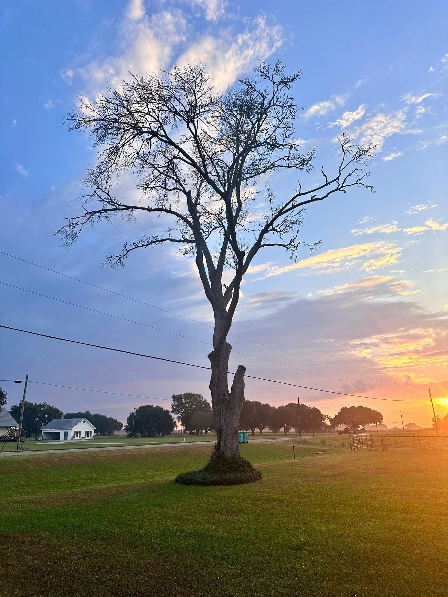 Bare tree in a grassy field at sunset, with a blue-and-pink sky and distant houses.