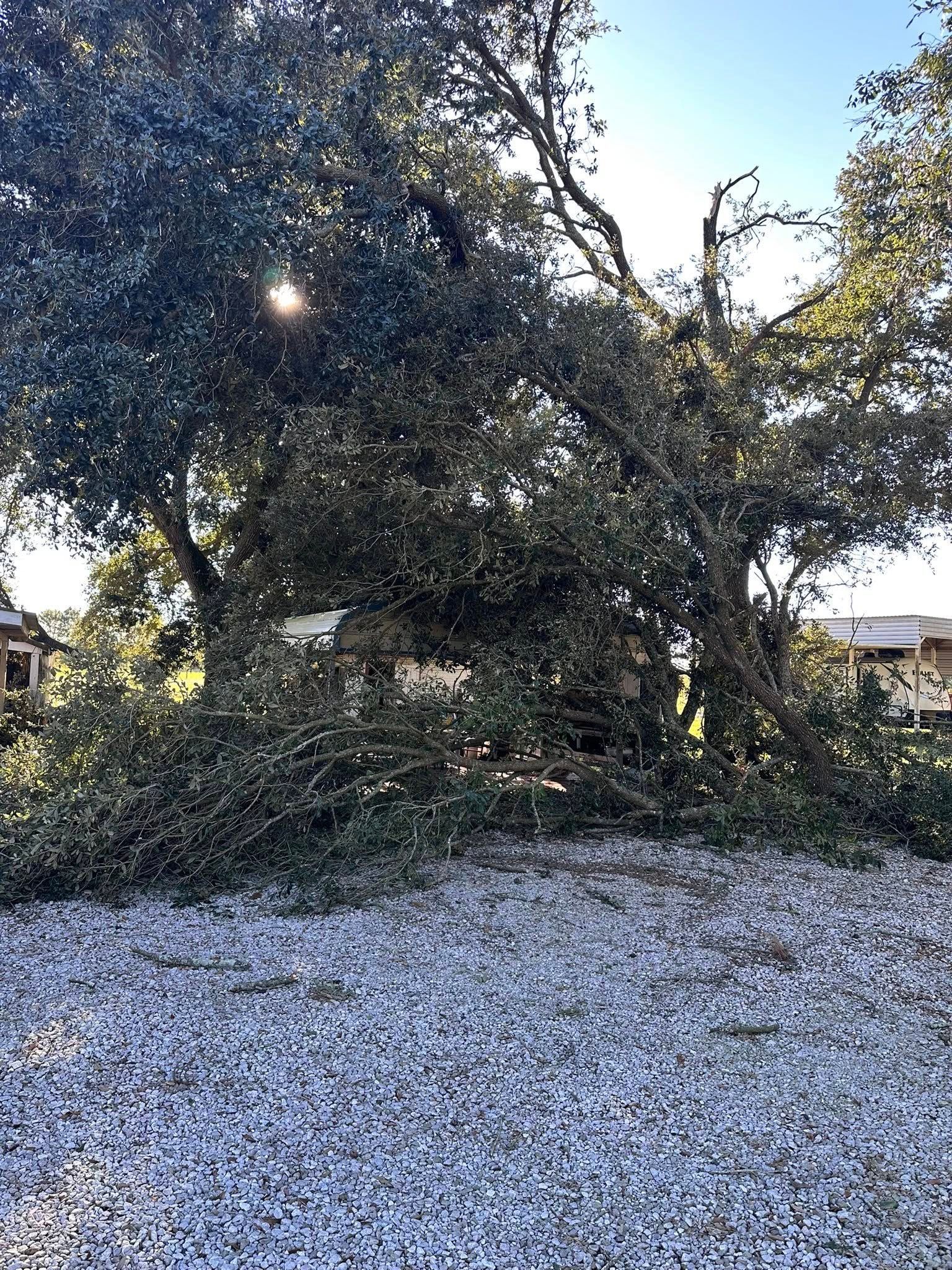 Large tree in a yard covered with fallen leaves, with sunlight filtering through branches.