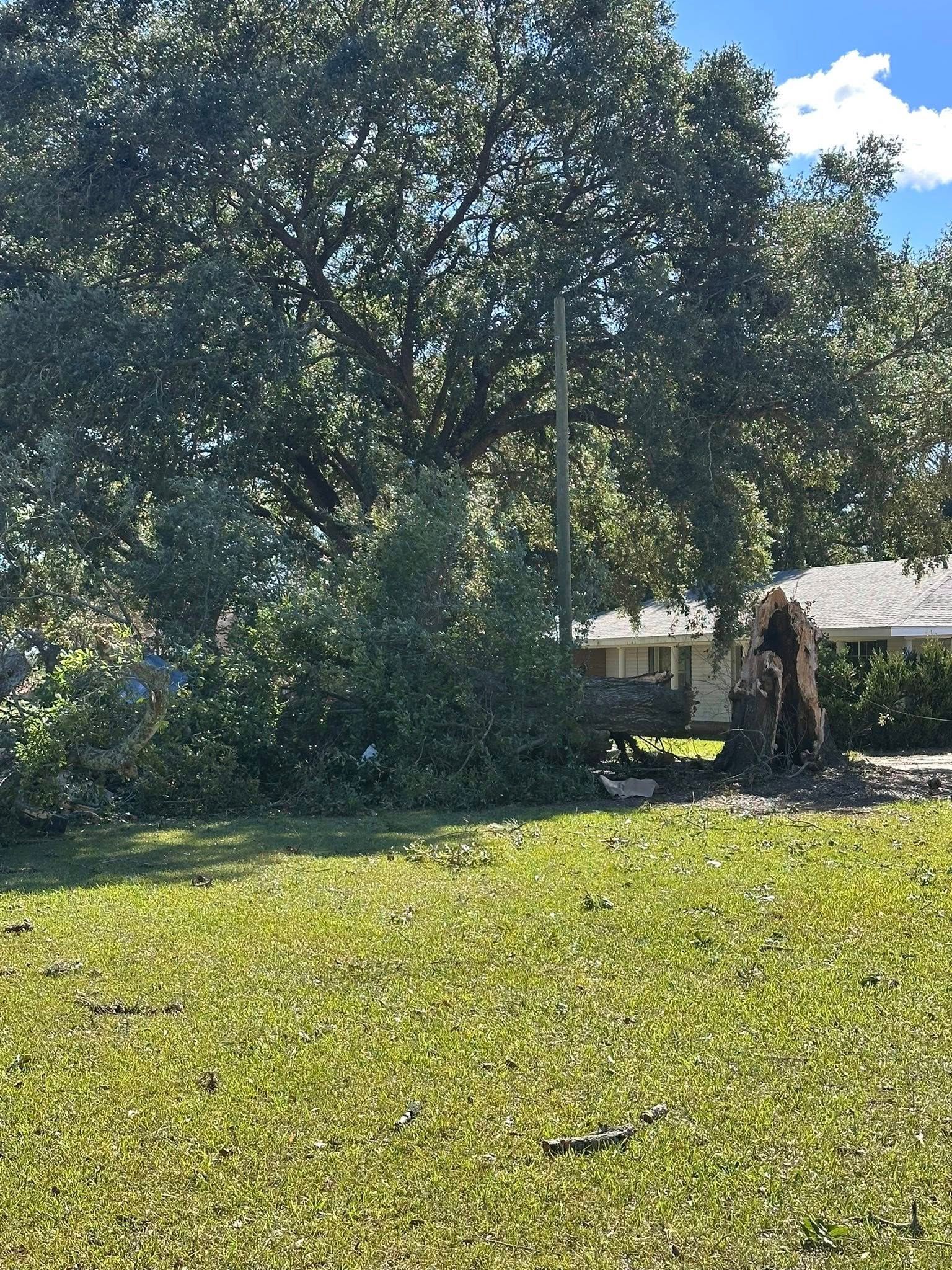 Sunlit backyard with a large leafy tree, green grass, and a small shed at the right edge.