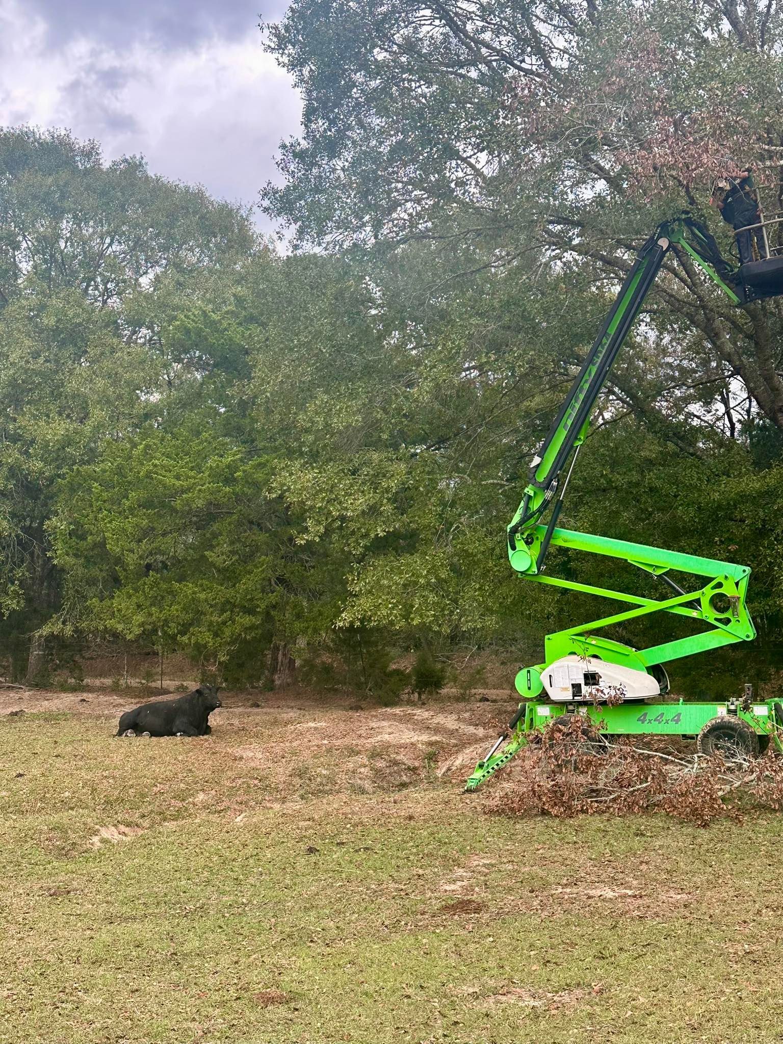 Green scissor lift beside trees in a grassy yard, with a black dog lying nearby.