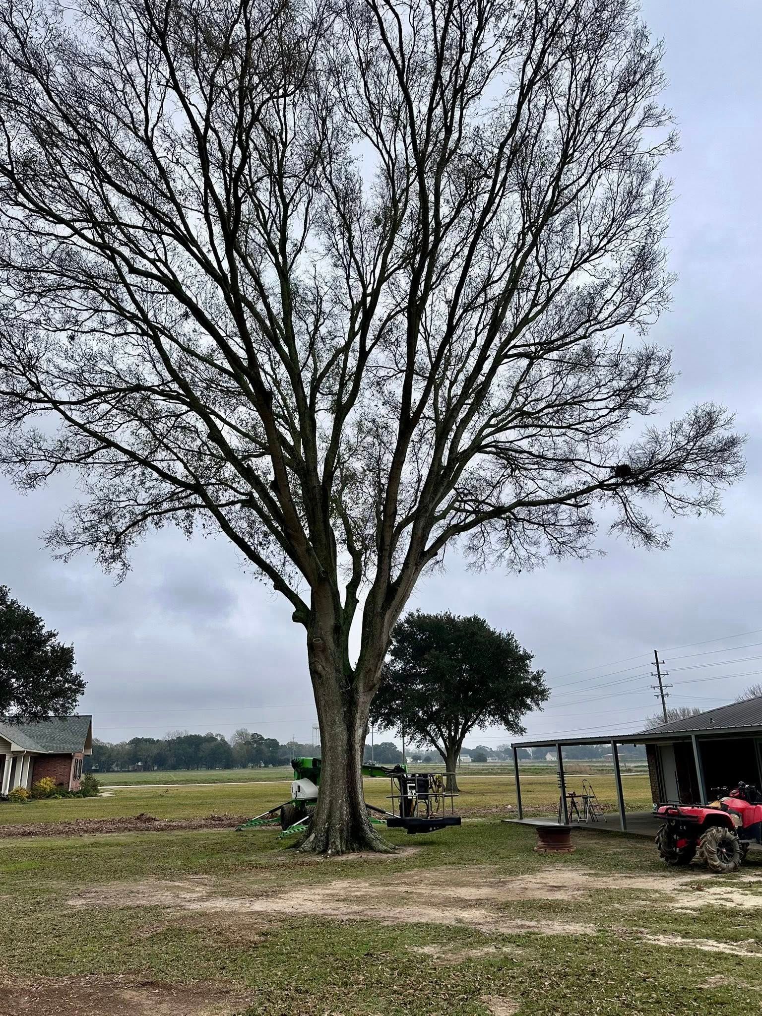 Large leafless tree in a rural field with a tractor and small buildings under a cloudy sky.