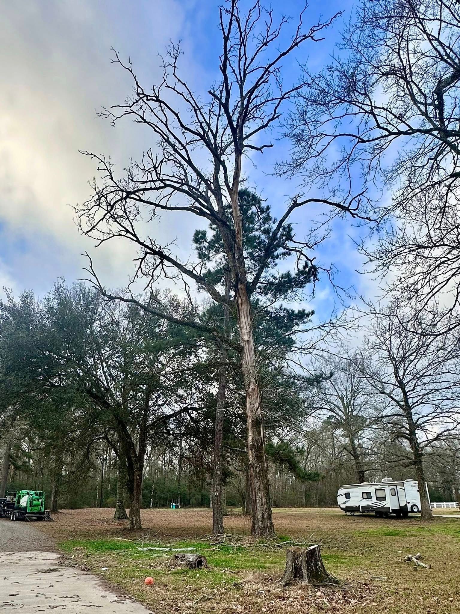 Tall bare tree in a wooded area with a white truck and green tractor under a blue sky.
