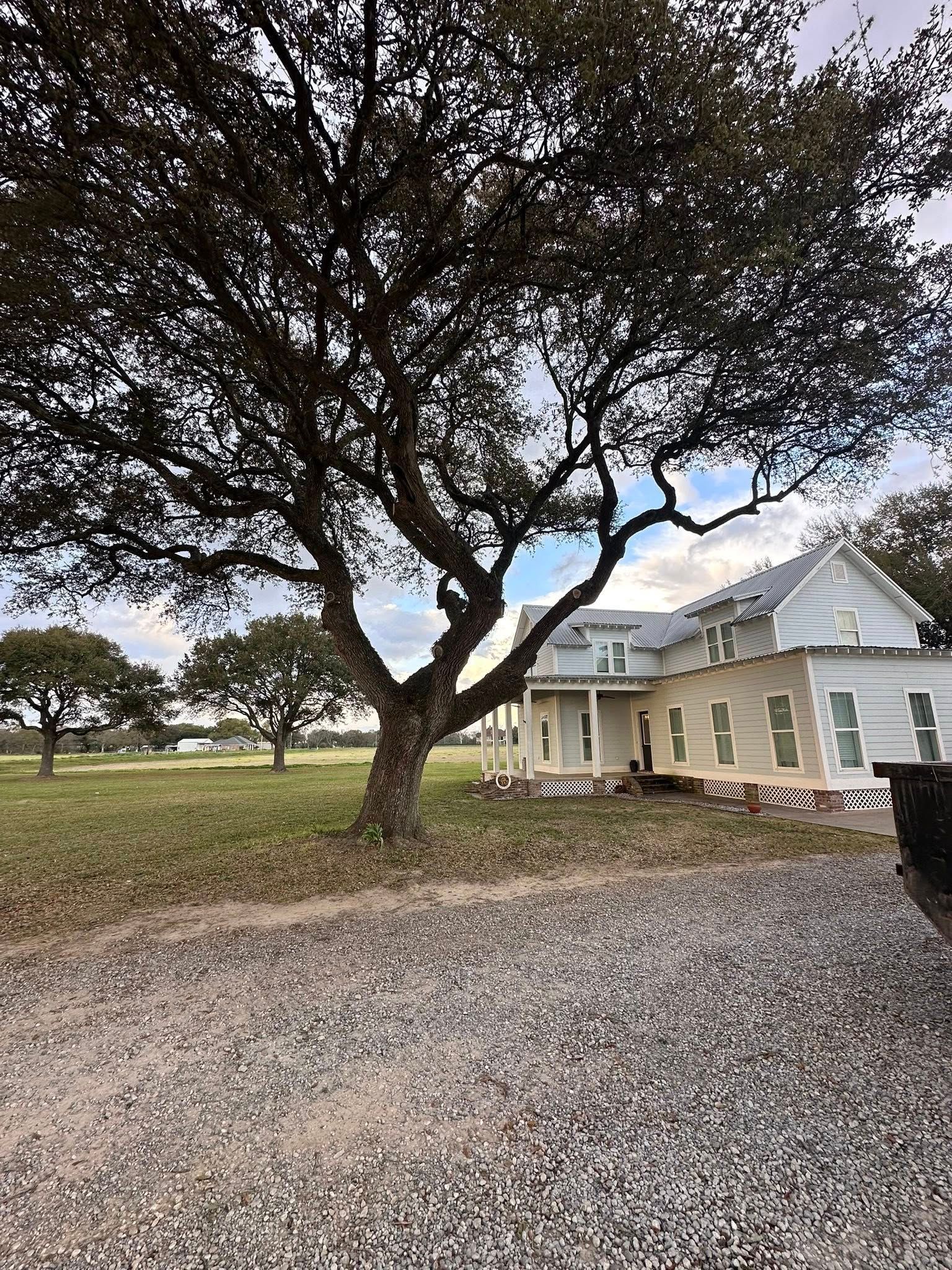 Large tree beside a white house with a gravel driveway and open grassy yard