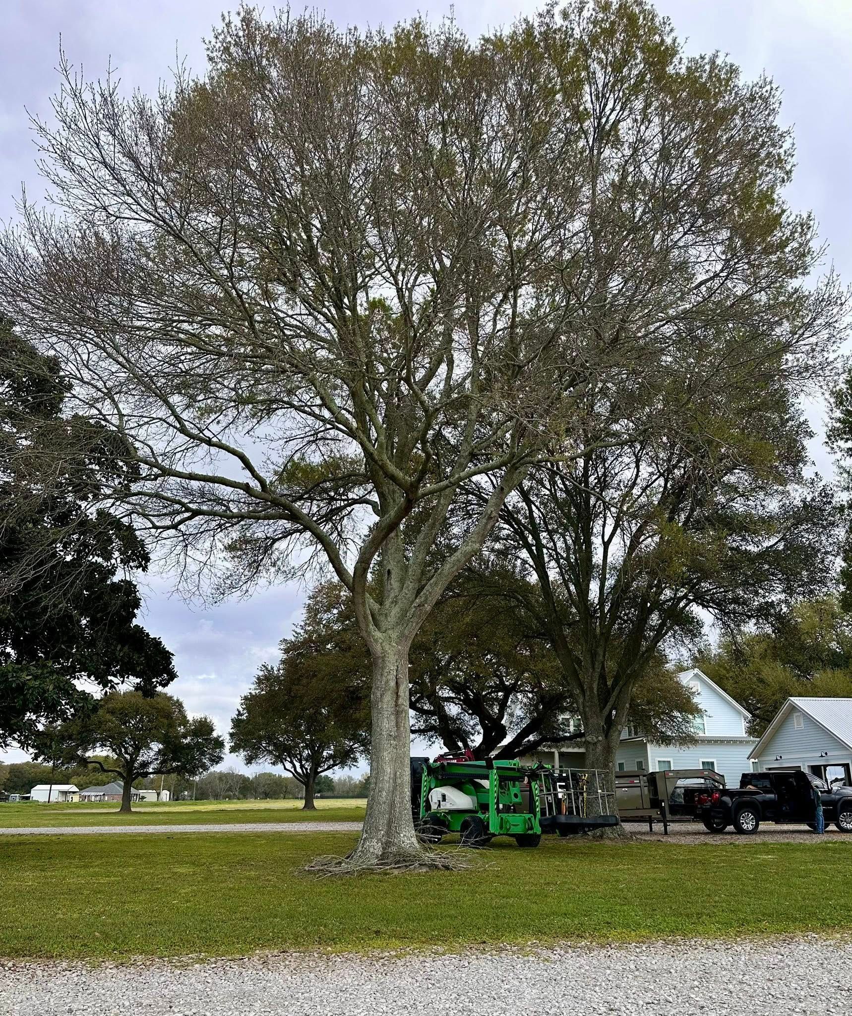Large leafy tree in a grassy yard with a green utility vehicle parked beneath it near houses.