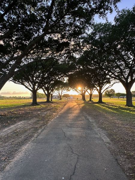 Tree-lined country road at sunset, with golden light shining through the trees.
