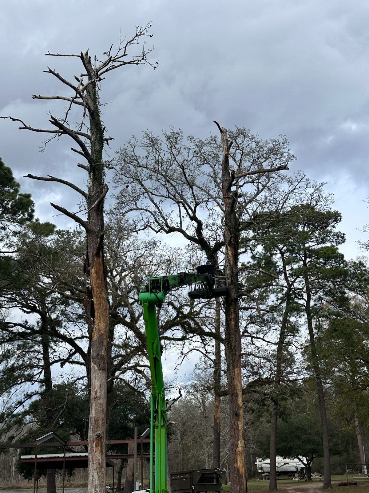 A green lift platform raises a worker in a bucket near tall trees under a cloudy sky.