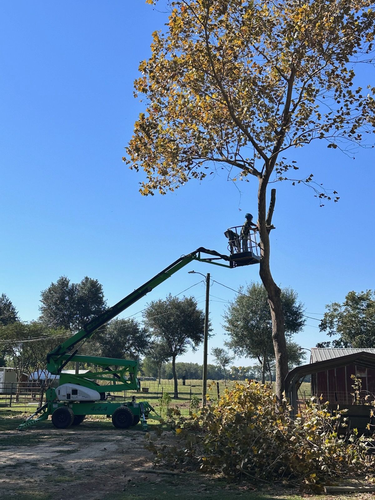Worker in a cherry picker trimming a tall tree beside a park on a sunny day.