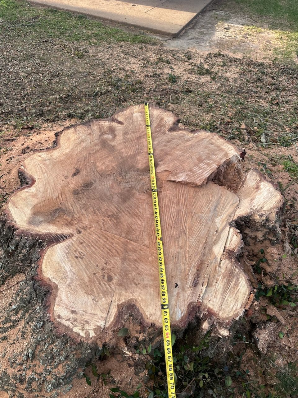 Freshly cut tree stump with a yellow measuring tape laid across the center outdoors.