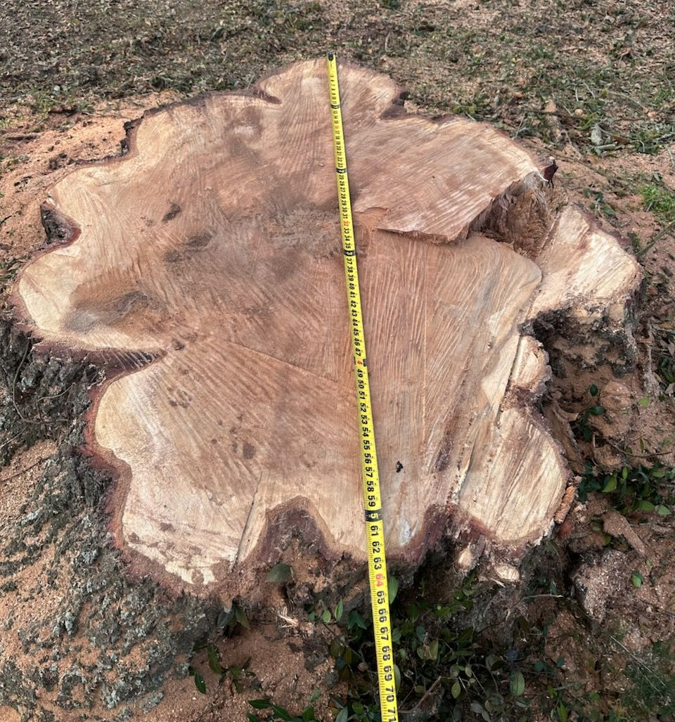 Freshly cut tree stump with a yellow measuring tape across the center outdoors