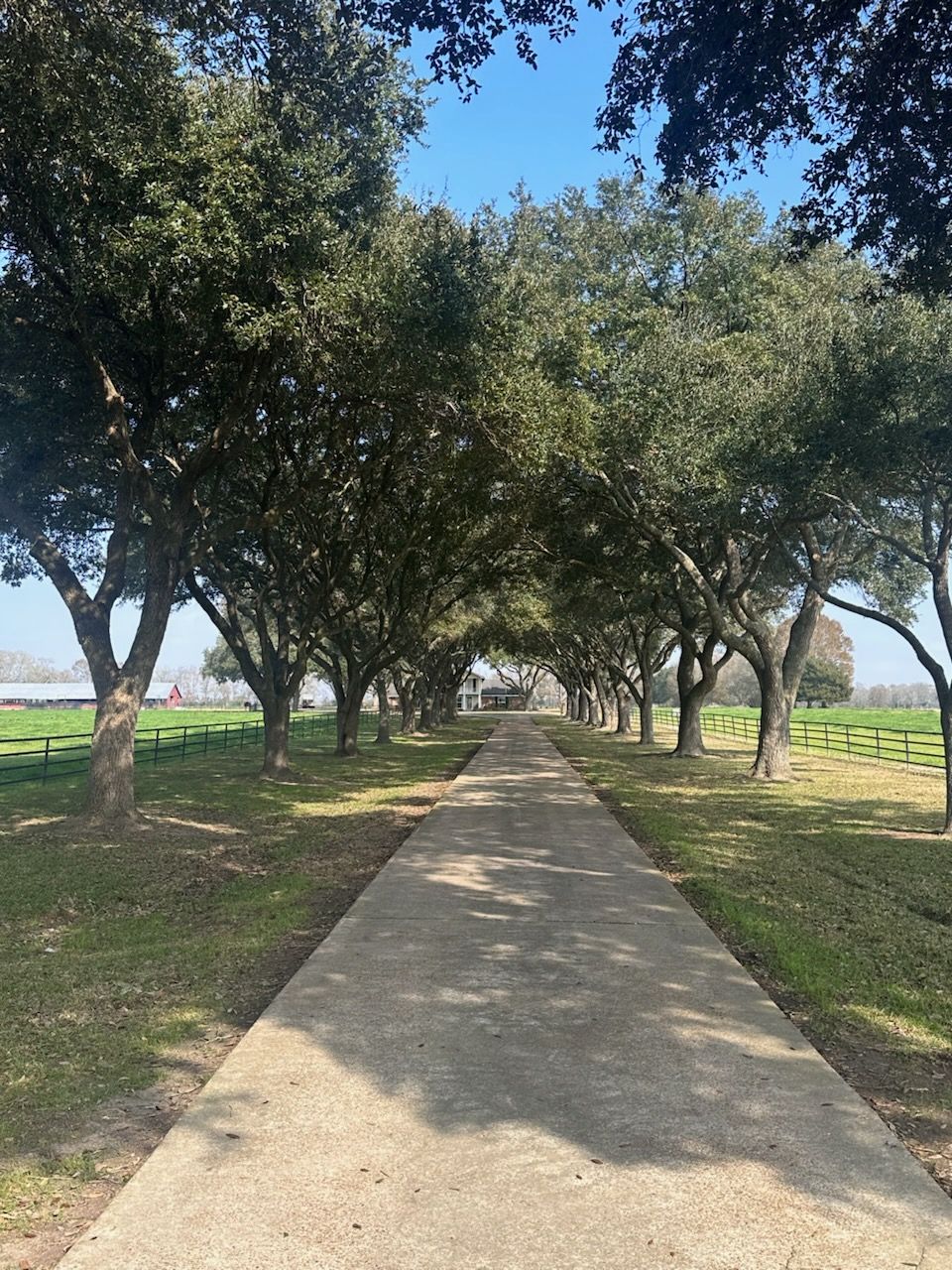Tree-lined concrete path through a green park under a blue sky