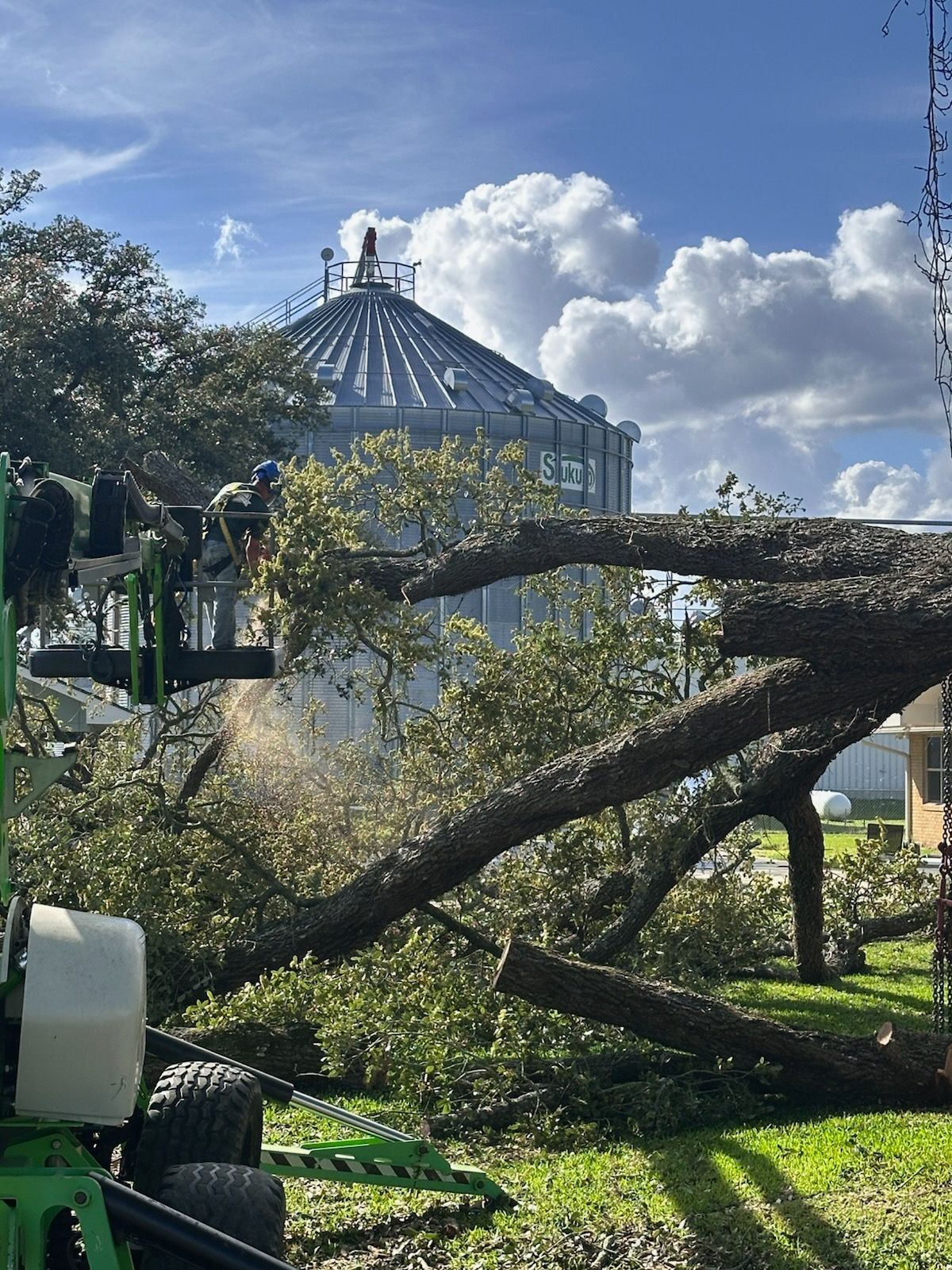Fallen tree branch in a park with a domed structure and cloudy blue sky in the background