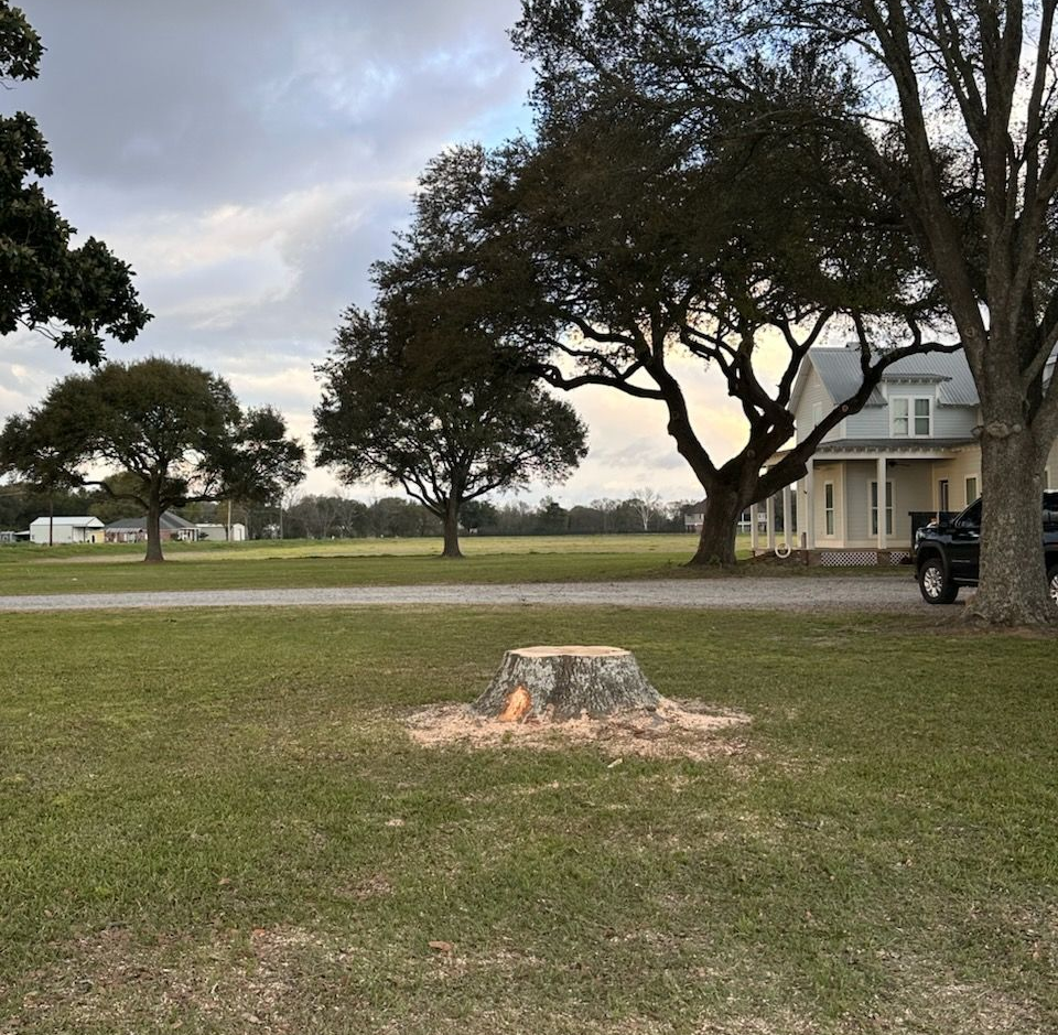 Grassy yard with a tree stump, large trees, and a house at dusk