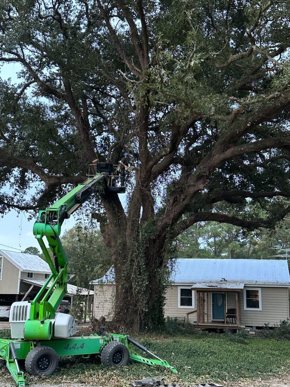 Green tree trimmer lifting a worker into a large oak beside a house, with a front-mounted brush cutter below