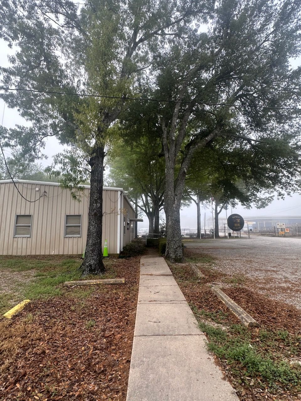 Concrete walkway beside beige building under large trees on a foggy, leaf-covered path