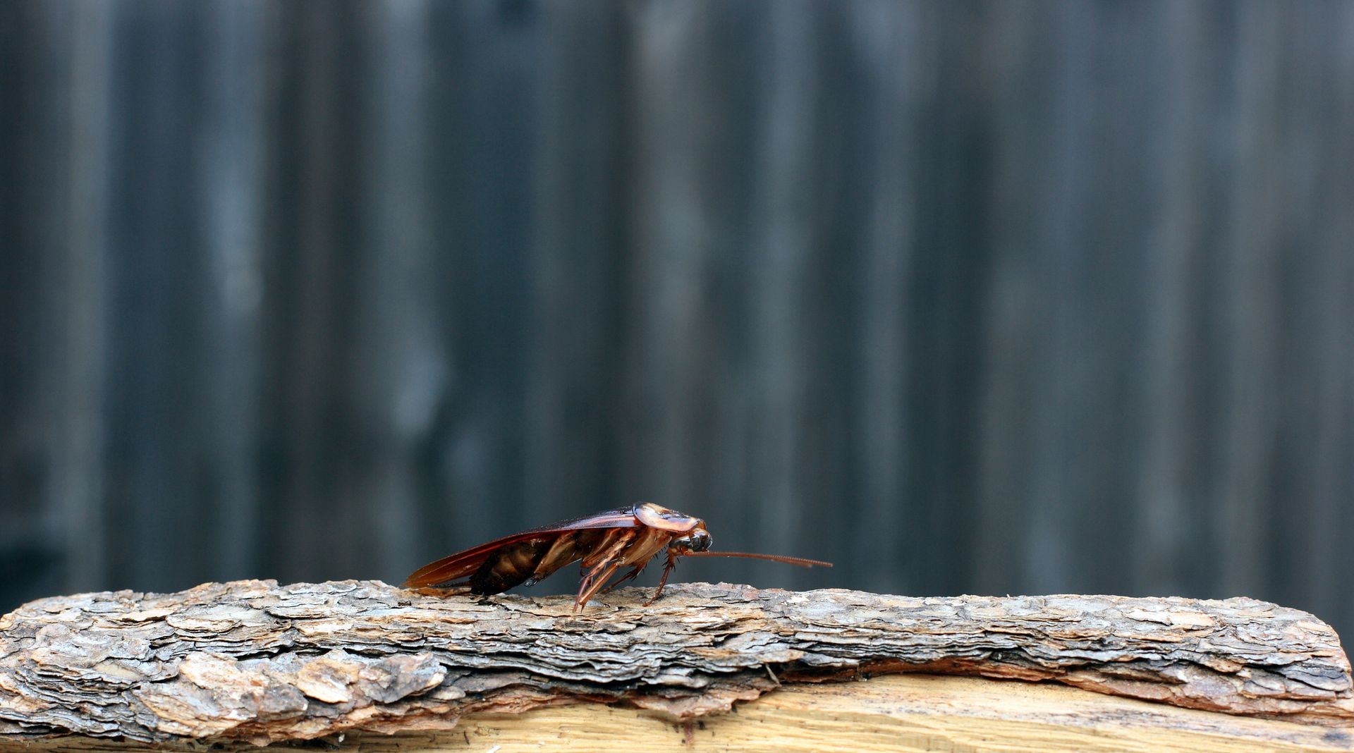 Pest Control Cookeville, TN Black Rock Services