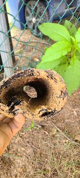 Hand holding a round, hollow, dirt-covered object with a small hole, near plants and a chain-link fence