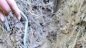 A hand uses a small digging tool in loose soil beside exposed roots.