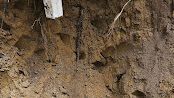 Close-up of rough brown tree bark with deep vertical cracks and textured grooves