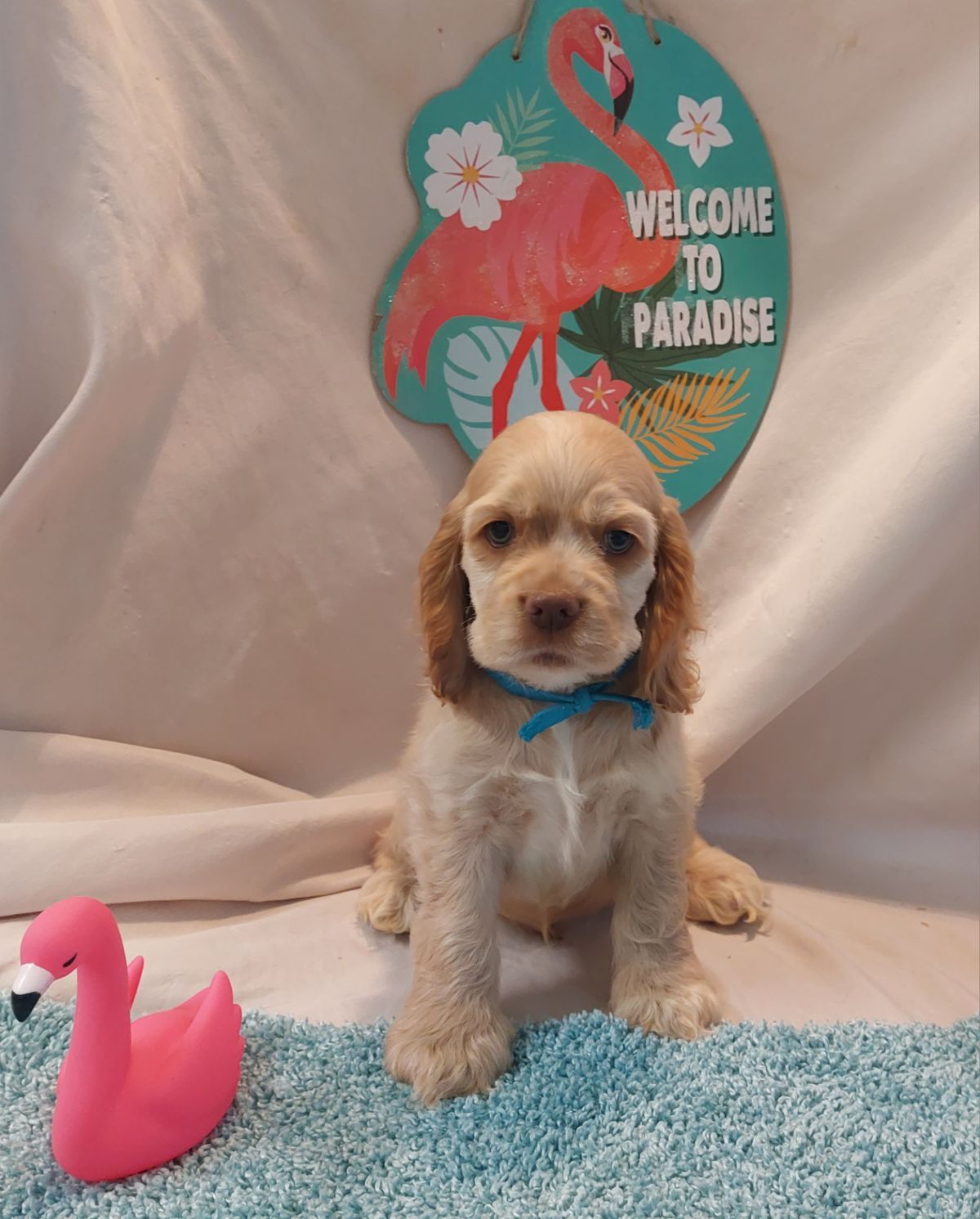 AKC Cocker Spaniel Breeders Mt Airy NC