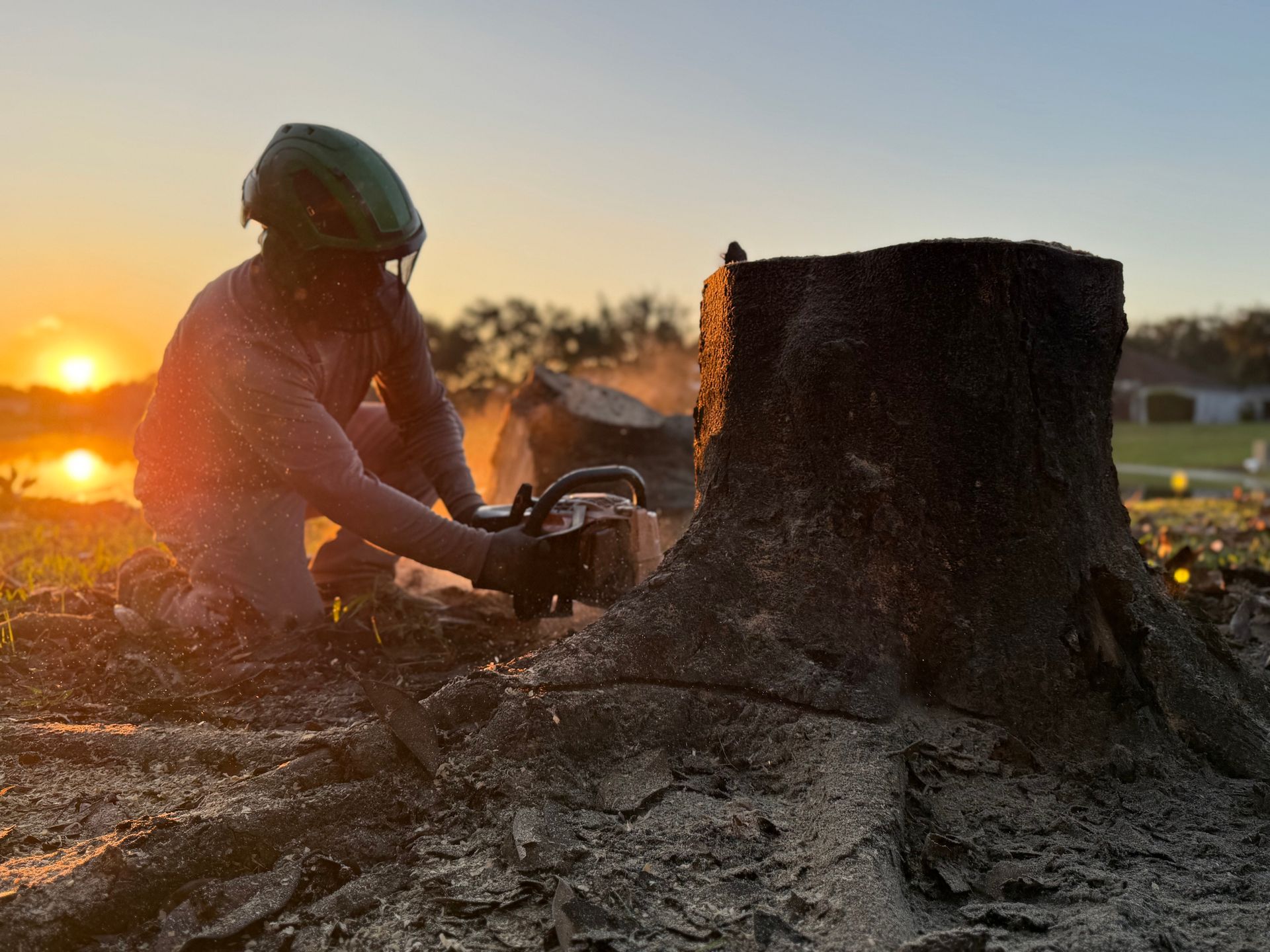 Person using a chainsaw to cut a tree stump at sunset in a field