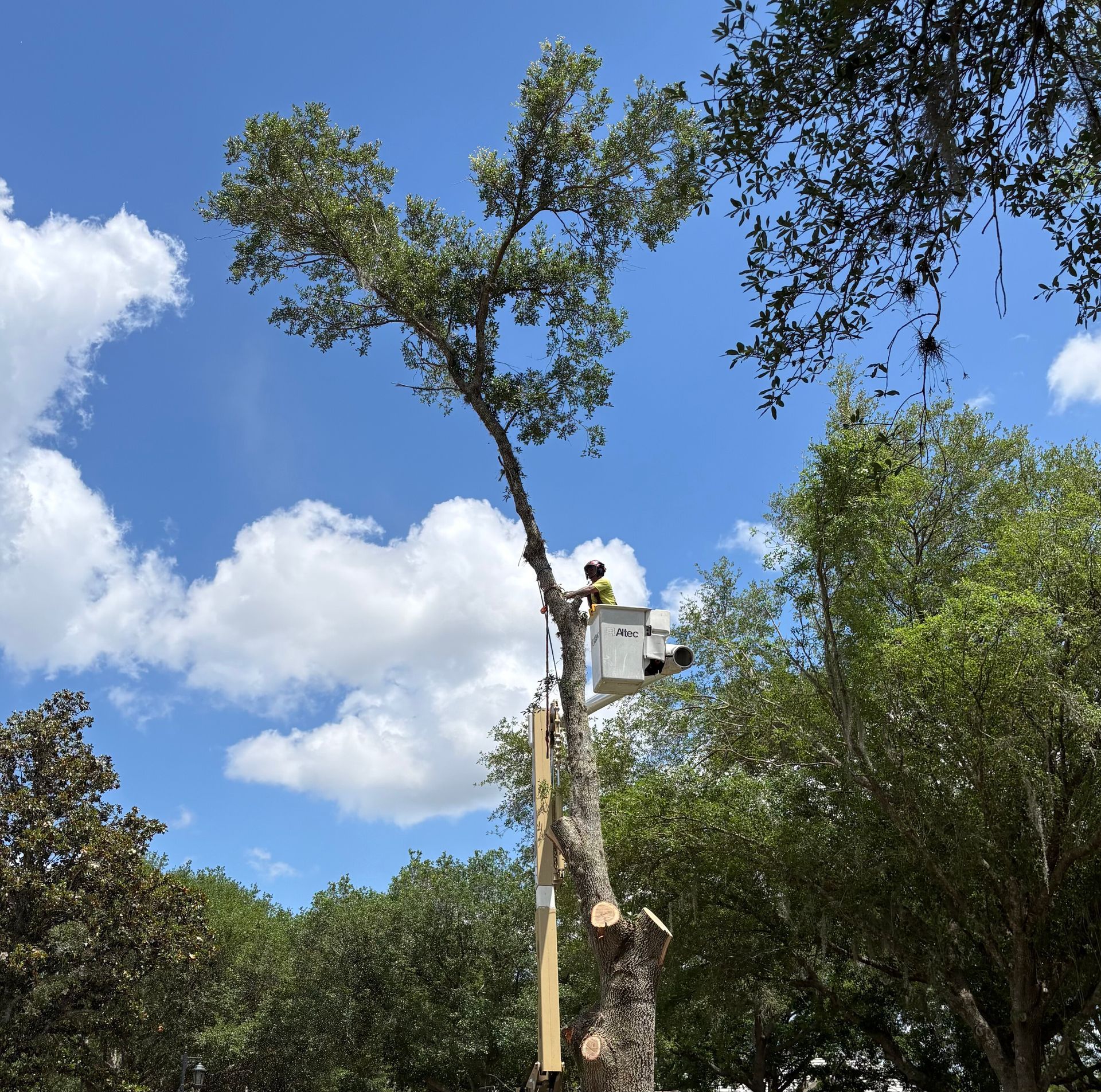 Worker in a bucket lift trimming a tall tree against a blue sky with clouds
