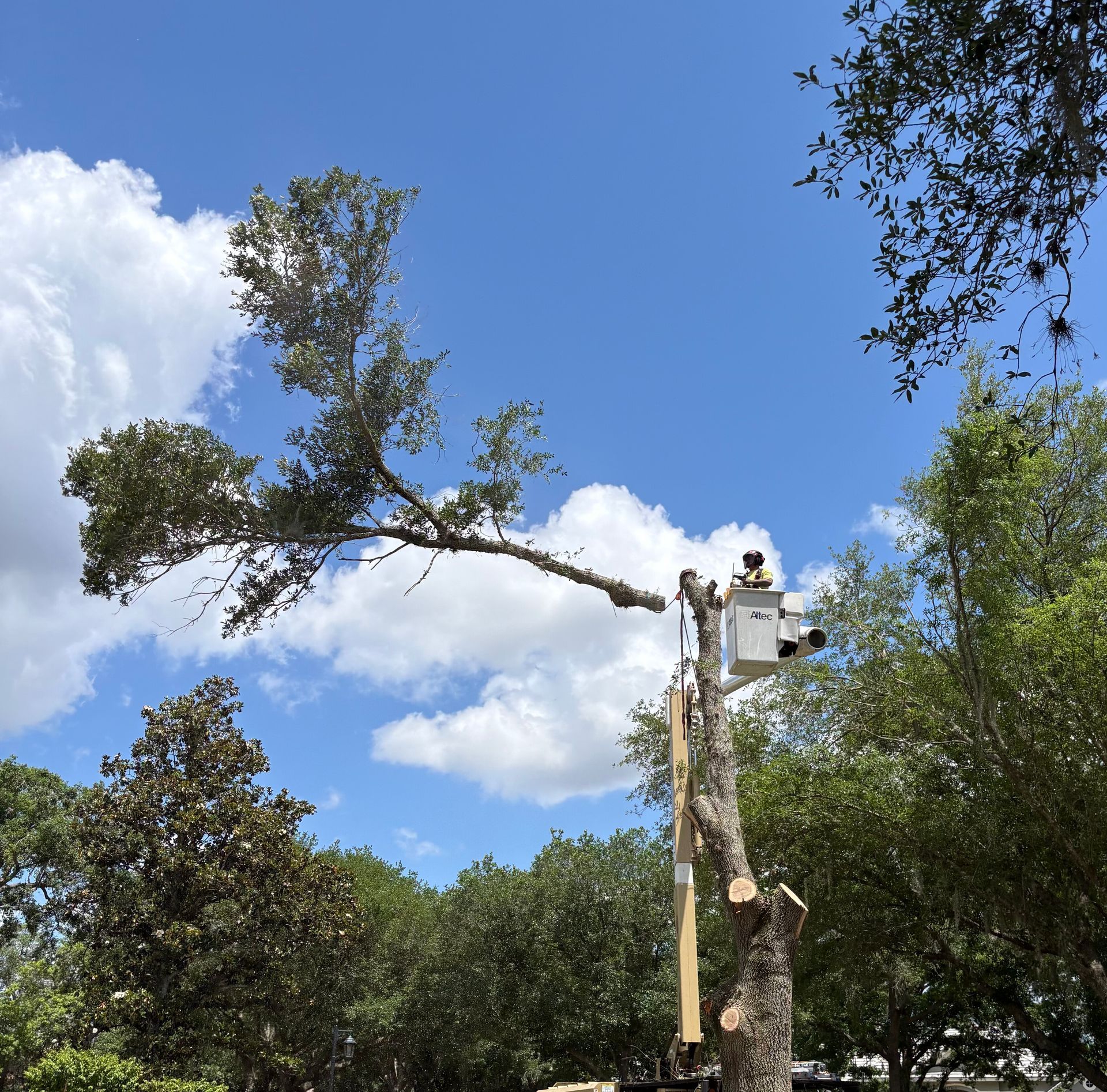 Tree-trimming bucket truck cutting a large branch against a bright blue sky with clouds