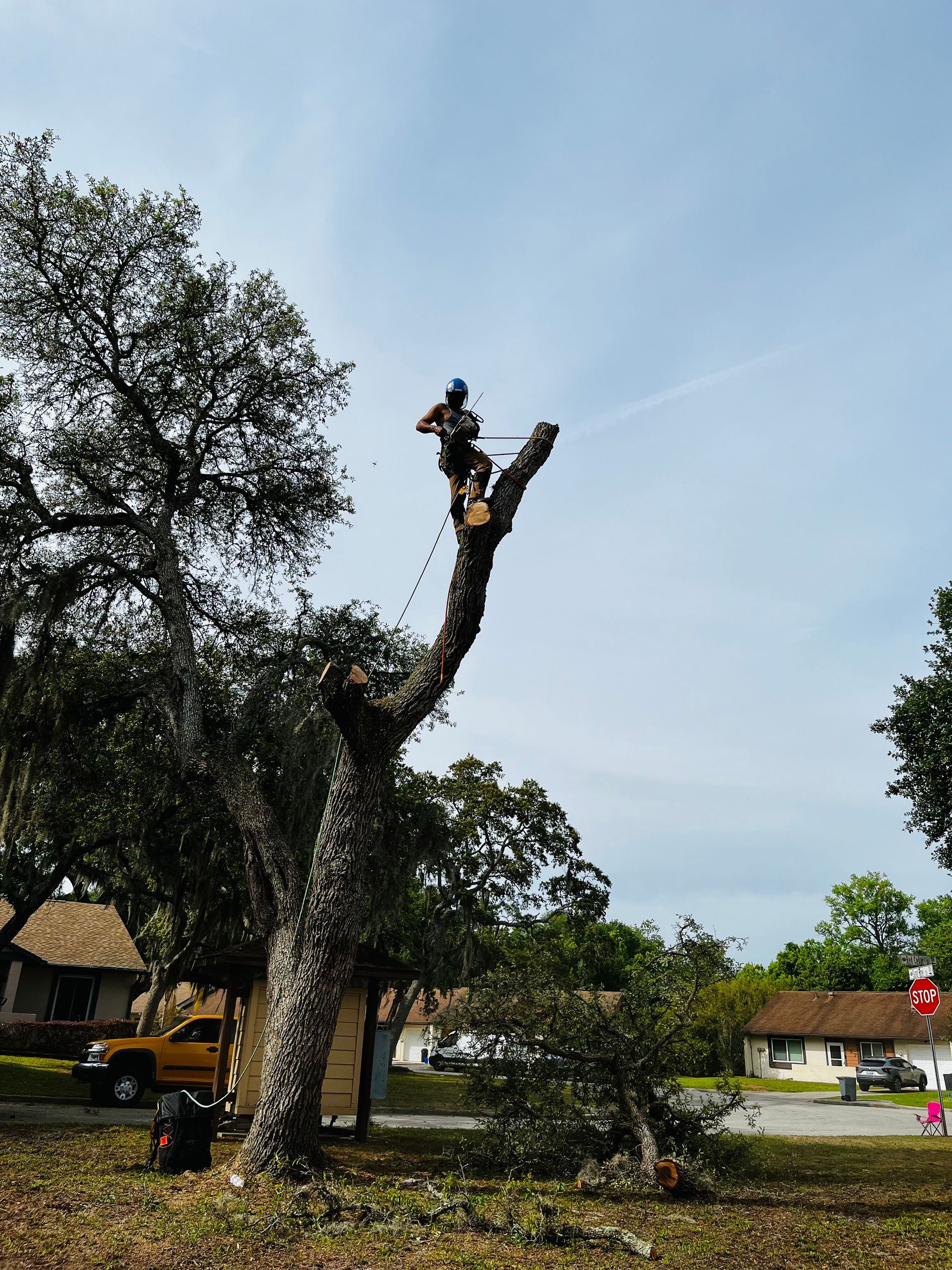 Tree worker trimming a tall palm in a park, with a blue sky and surrounding greenery.