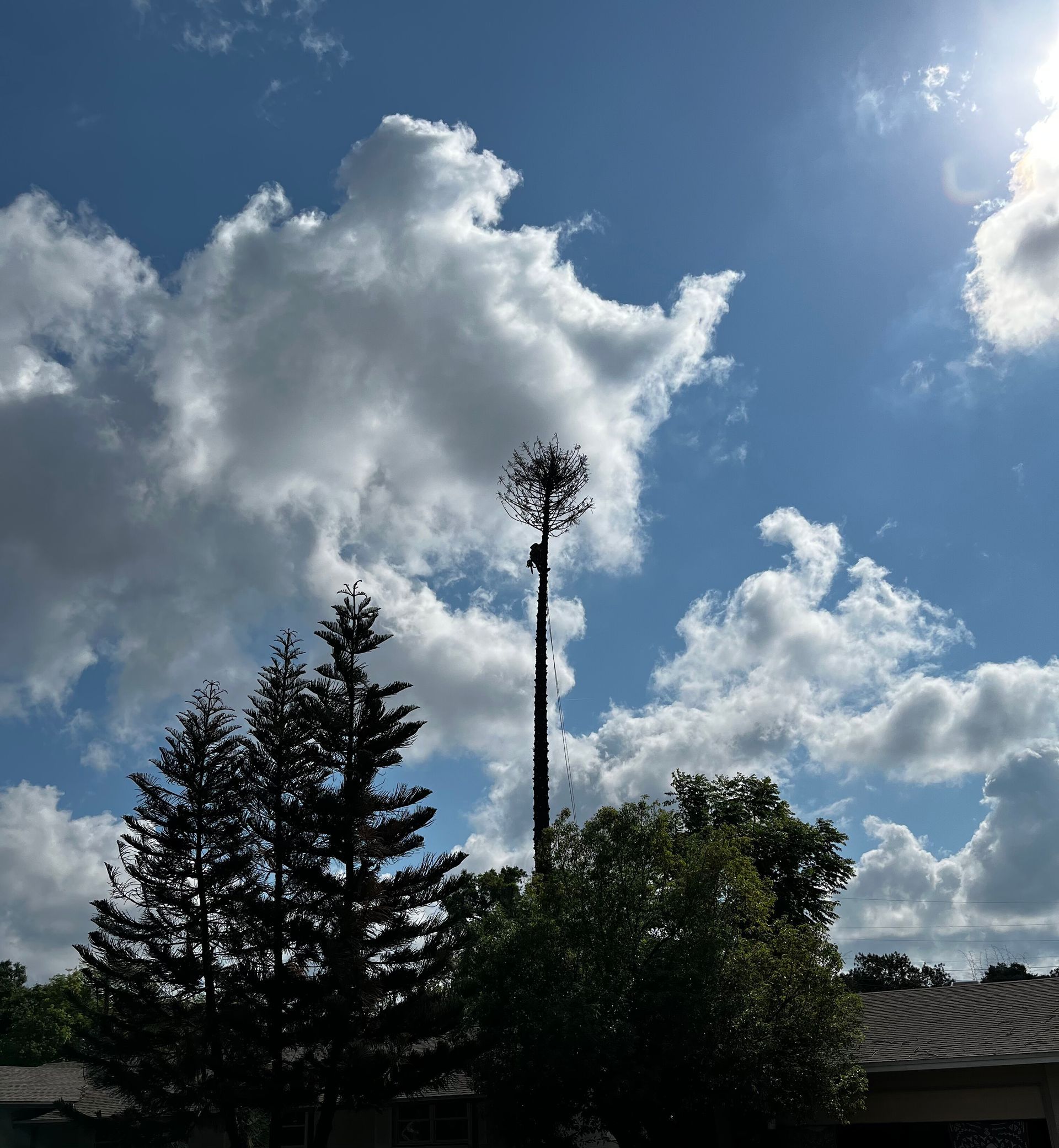 Blue sky with bright clouds over trees and a tall pole topped with a round nest-like structure