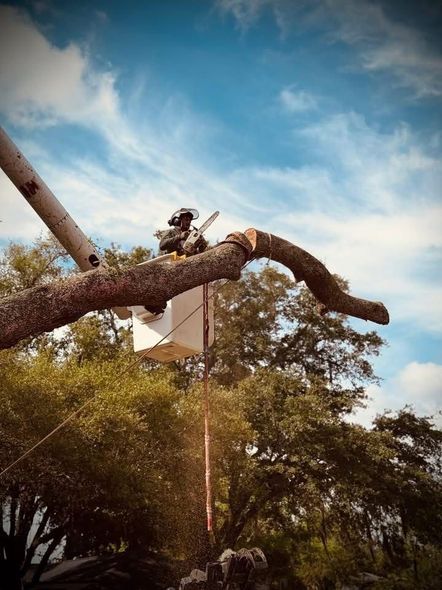 A worker trims a large tree branch with a chainsaw against a blue sky.
